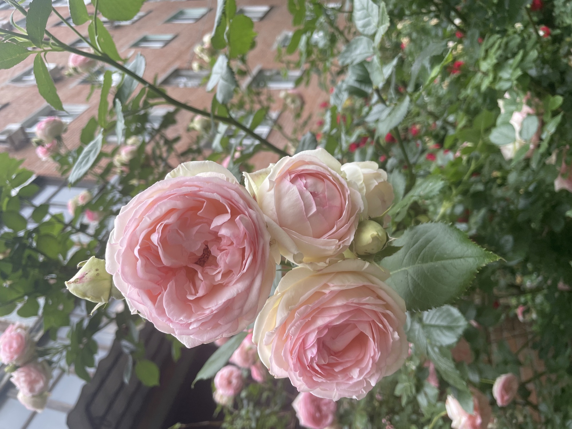 An outdoor, close-up shot features a cluster of light pink and white roses in the foreground. The roses are fully bloomed, with numerous petals layered densely. Behind the roses, green leaves and stems are visible, with a blurred background of a brick building and a grey overhang. The scene suggests a garden or floral setting in an urban environment.
