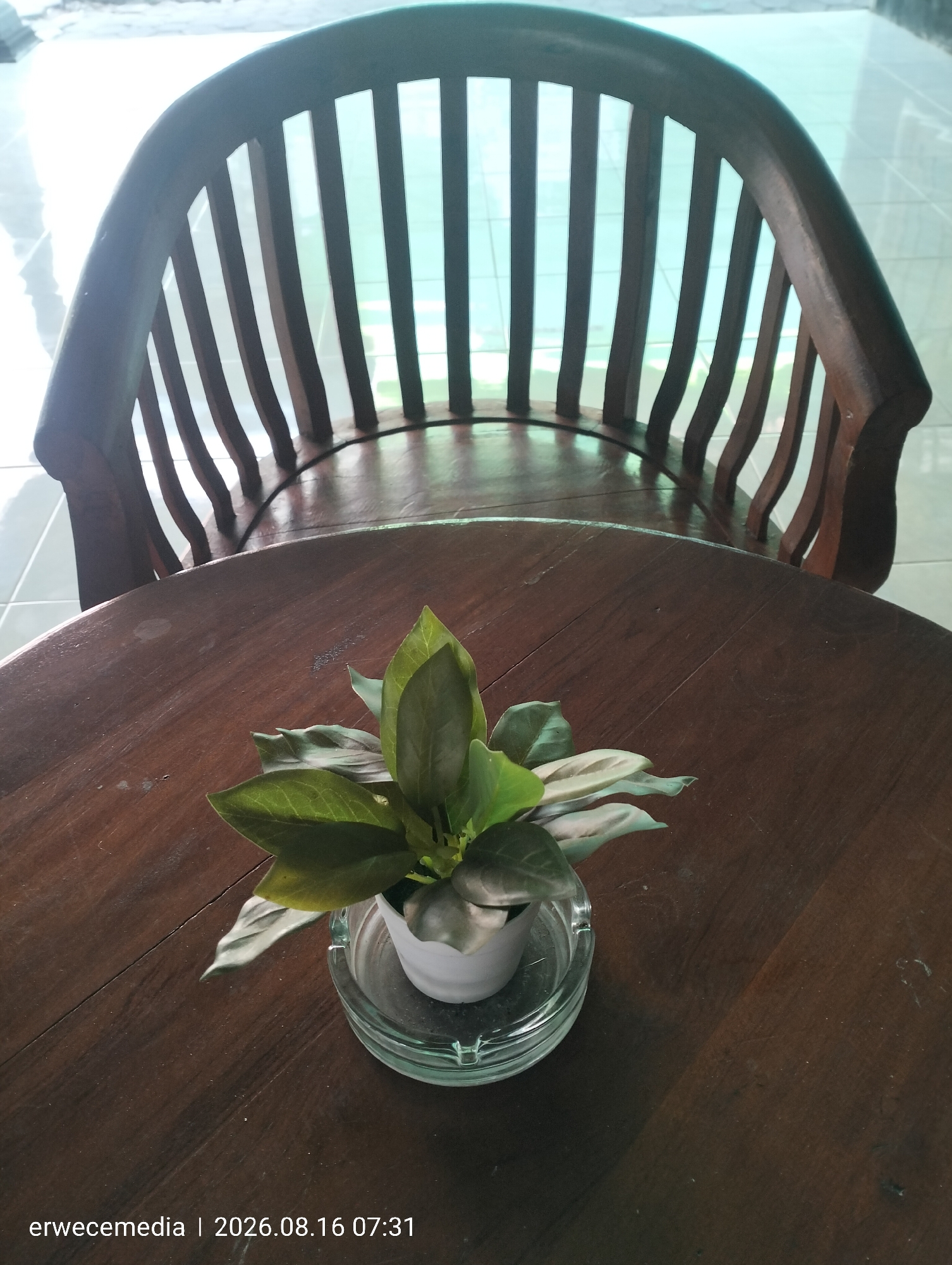 A still life image shows a small potted plant on a round wooden table, with a wooden chair in the background. The plant, in a white pot, sits on a clear glass ashtray. The table is dark brown and appears to be made of wood planks. The chair, also wooden, has a curved back with vertical slats. The background is bright and out of focus, suggesting an indoor setting with natural light. The bottom of the image has a timestamp and text overlay indicating "erwecemedia | 2026.08.16 07:31". The scene is located in Imogiri, Indonesia.
