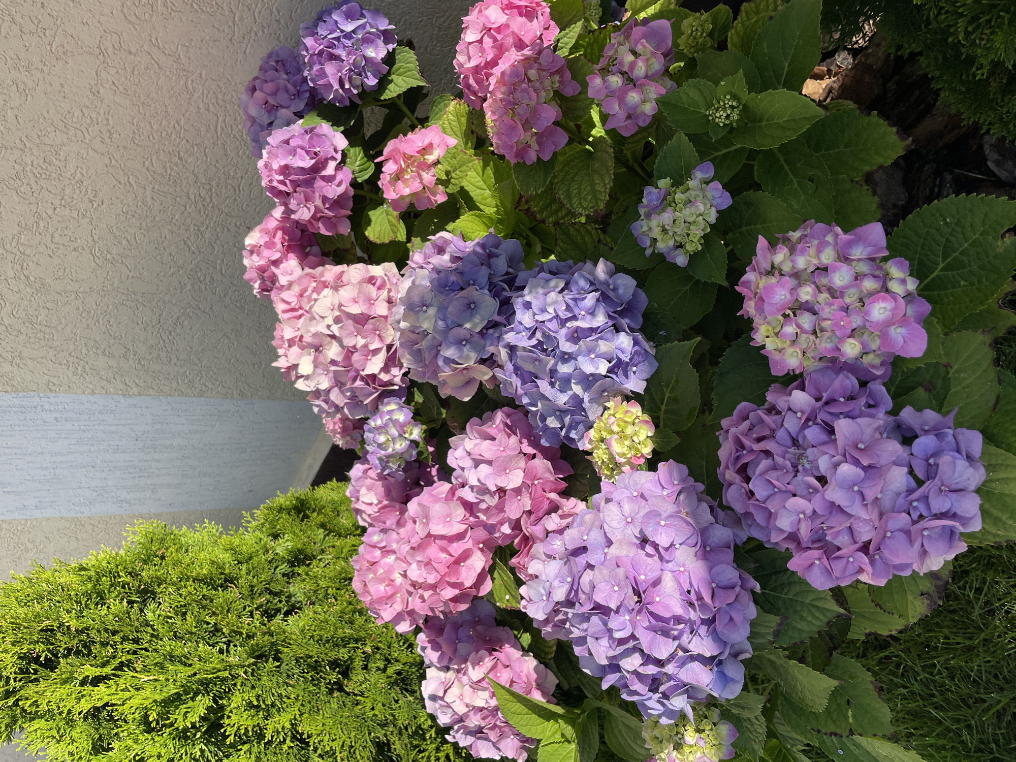 A close-up, eye-level shot captures a vibrant display of hydrangeas in various shades of pink, purple, and pale green. The flowers are in full bloom, with many individual florets visible, some appearing to be slightly wet. Lush green leaves surround the blooms. To the left of the hydrangeas, a portion of a dark green, conical evergreen shrub is visible. In the background, a textured light gray wall, possibly stucco, rises behind the flowers, with a faint shadow cast upon it from the sunlight. The lower left corner shows a patch of green grass. The scene is set outdoors, in a garden or yard. No people or animals are present. The image is a still photograph, with no discernible action taking place. The lighting suggests it was taken during daylight hours, possibly in the late afternoon due to the angle of the shadows. The location in the city of Cherkessk, Russia, is not evident from the visual elements of the photograph itself.