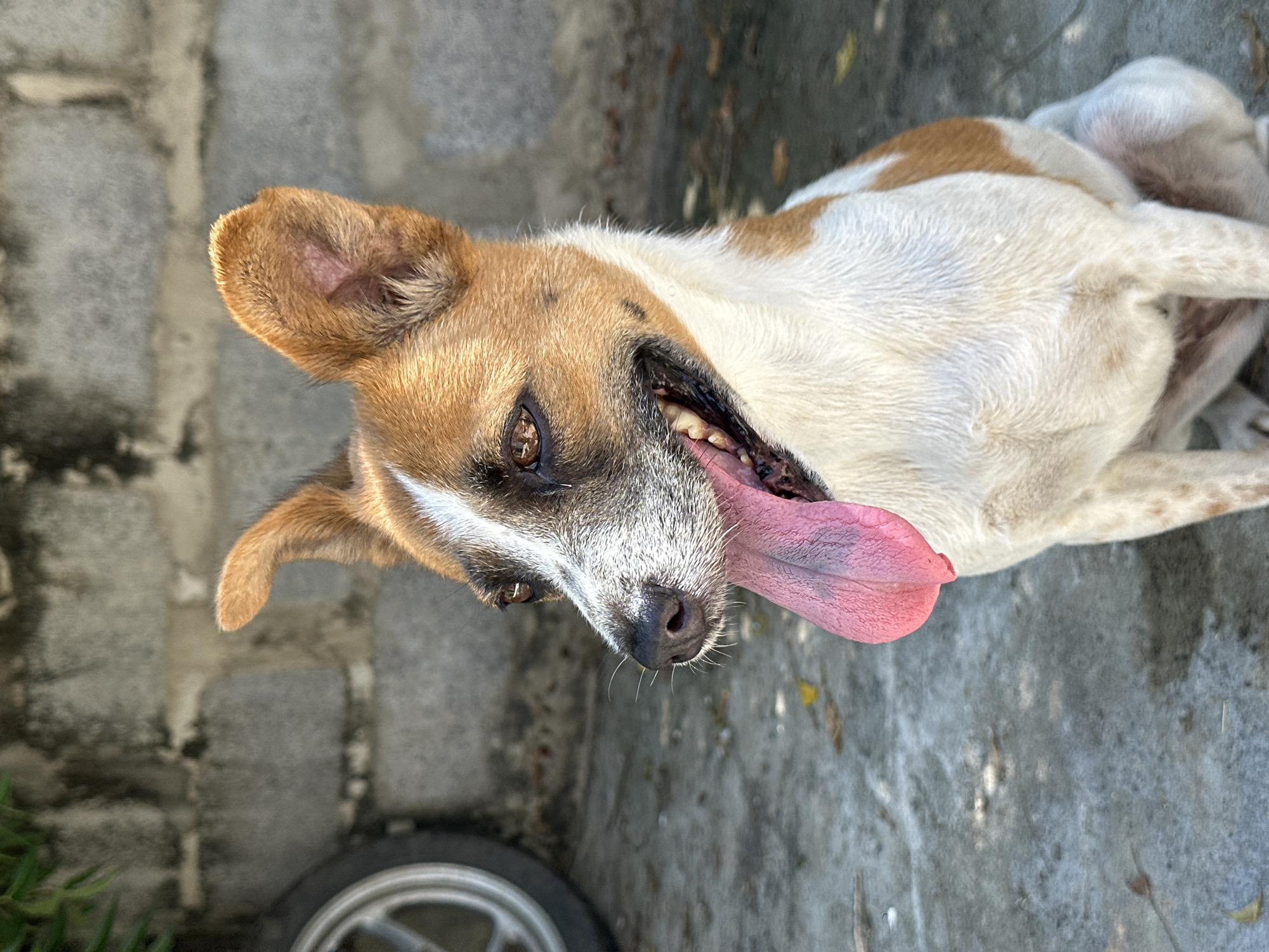 A medium-sized dog lies on a gray concrete surface, possibly a sidewalk or courtyard. The dog is predominantly white with patches of brown fur on its head and back. It is lying on its side, with its head tilted upwards and tongue lolling out of its mouth, suggesting it may be panting or relaxed. The background includes a cinder block wall and a portion of a wheel, possibly from a scooter or motorcycle. Given the location in Mũi Né, Vietnam, it is plausible the dog is a street dog or belongs to a local resident. The setting appears to be outdoors, likely a street or backyard in a residential or commercial area.