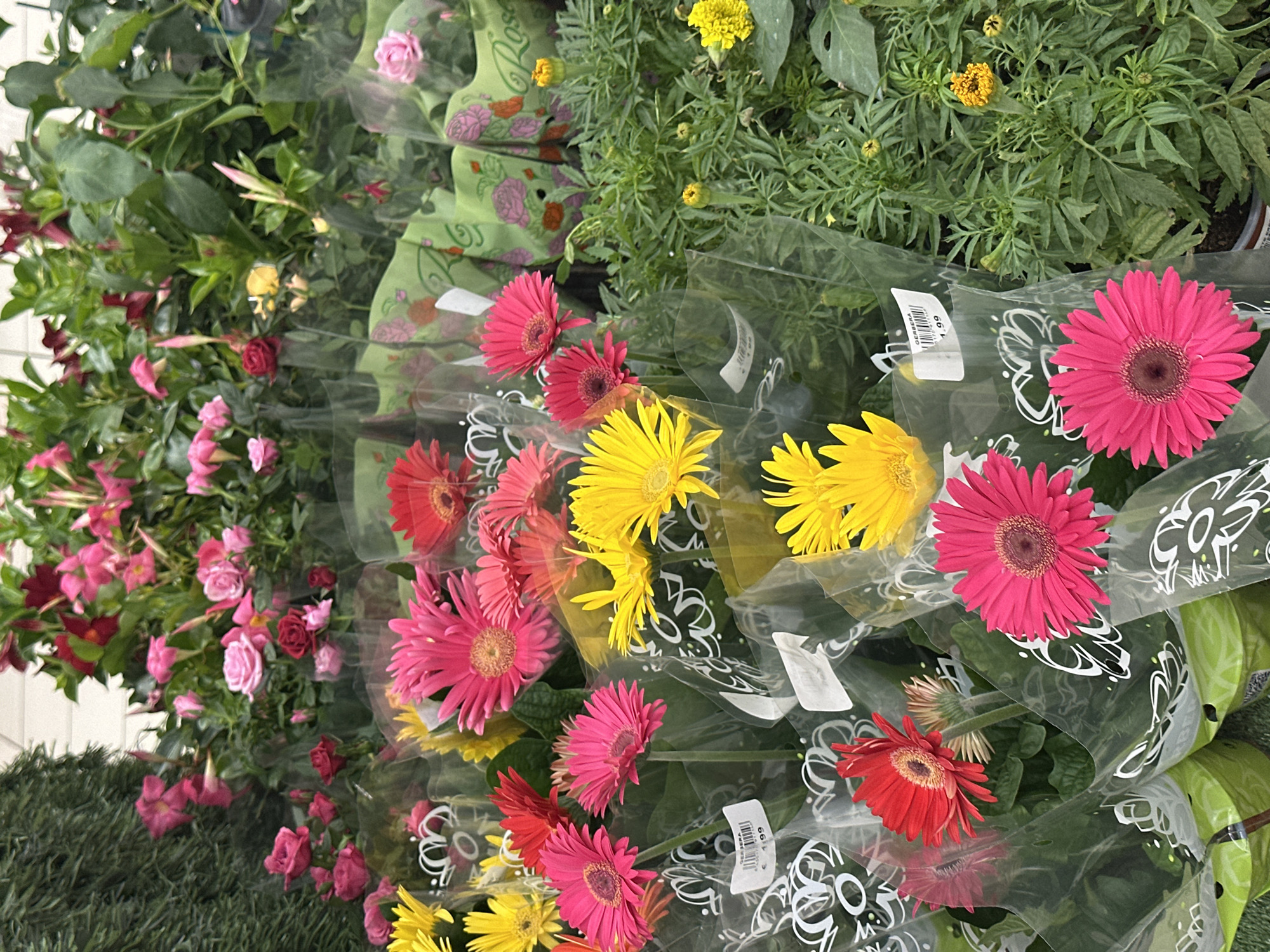 This media file presents a vibrant and colorful display of various flowers, likely within a retail setting such as a garden center, supermarket floral section, or flower market.
The central subjects are numerous bundles of Gerbera daisies, prominently displayed in rows. These daisies showcase a striking palette of colors, including bright pink, sunny yellow, and deep red. Each bundle is individually wrapped in clear plastic sleeves, and several have white price tags attached. One tag is clearly visible, showing "1.99," along with a barcode and other unreadable text.
To the left of the frame, a dense collection of other flowering plants can be seen. These include small, delicate pink roses, some still in bud, and plants with trumpet-shaped pink and red blossoms, possibly Mandevilla vines. Further back and to the top right, small yellow marigolds with their characteristic green, leafy foliage are visible, likely in pots. Some of the green decorative wraps around these plants have partially visible text such as "Ros...", suggesting "Roses," along with circular and floral patterns.
The scene is well-lit, indicating daytime conditions, and the flowers appear fresh and healthy. No specific activity beyond the display of flowers is occurring, nor are any people visible. A green, textured surface, possibly artificial turf or carpeting, is visible in the lower left corner, contributing to the retail aesthetic. The overall impression is one of abundance and fresh floral beauty.