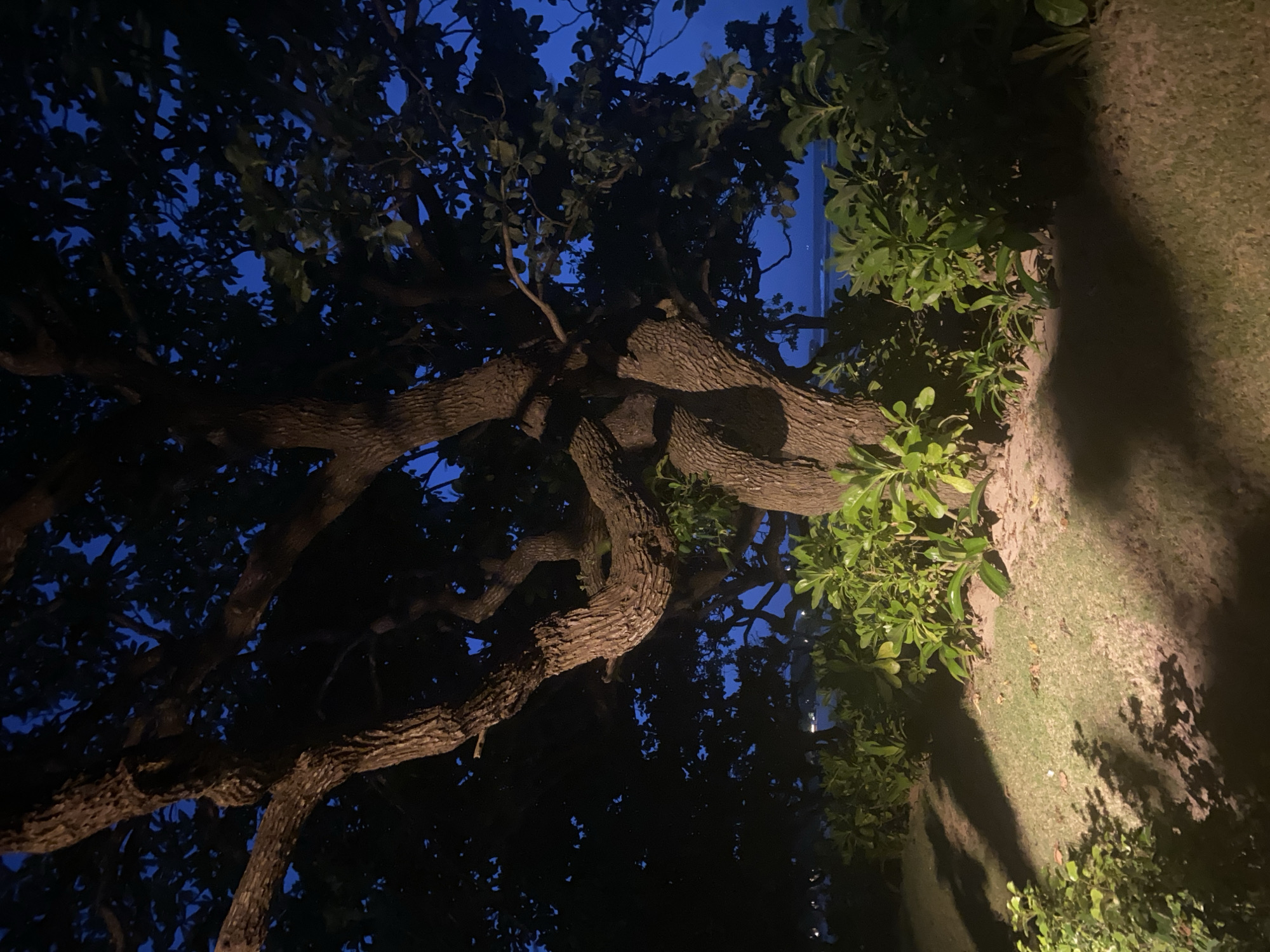The image shows a low-angle view of a tree at night in Kuta Selatan, Indonesia. The tree has thick, twisting branches and dark green leaves silhouetted against a deep blue sky. Part of the coastline is visible through the branches, with a sliver of the ocean visible in the upper left. The ground is covered in grass and illuminated by a warm light source to the right, creating a contrast between the illuminated ground and the dark tree and sky.