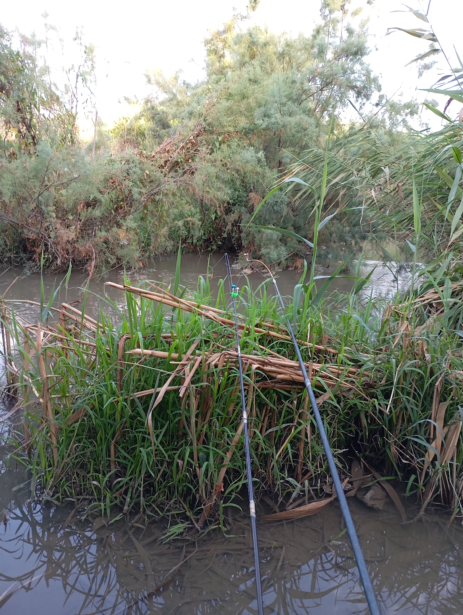 Two fishing rods are propped up on the bank of a murky river, surrounded by tall green reeds and dry, brown stalks. In the background, dense green foliage and trees line the opposite bank, their branches reaching towards a bright, overcast sky. The water reflects the surrounding vegetation and the overcast sky, creating a dappled pattern on its surface. The scene appears to be located in a natural, overgrown area, likely a riverbank or marsh. The city of Mirzo Ulugbek, Uzbekistan, is not depicted or suggested by the visual elements present in the image.
