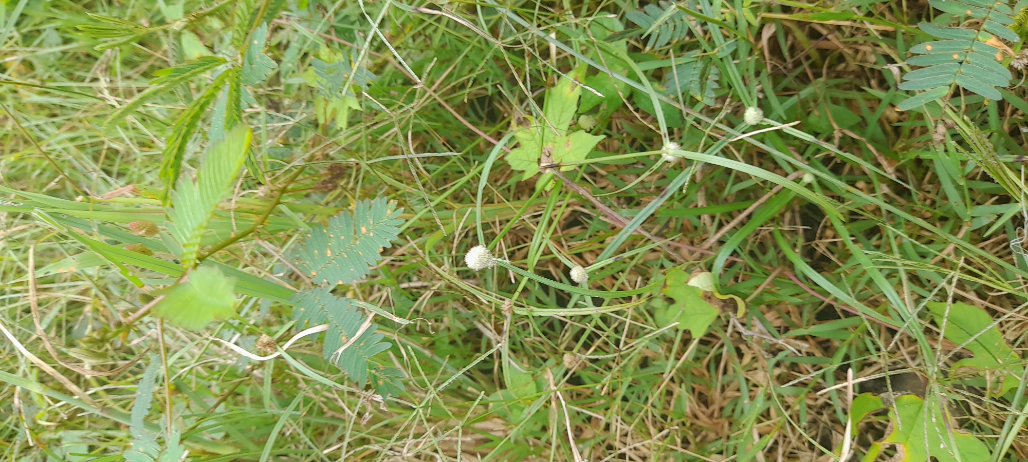 The image shows a ground-level view of dense vegetation. There are various types of plants, including grasses, Mimosa pudica (sensitive plant), and broadleaf weeds. The vegetation appears to be growing naturally, possibly in an unmaintained or wild area. The location is Buketteukuh, Indonesia, but there are no elements in the image to further define the specific location. No people, animals, or constructed elements are visible. The environment is overgrown and unkempt.
