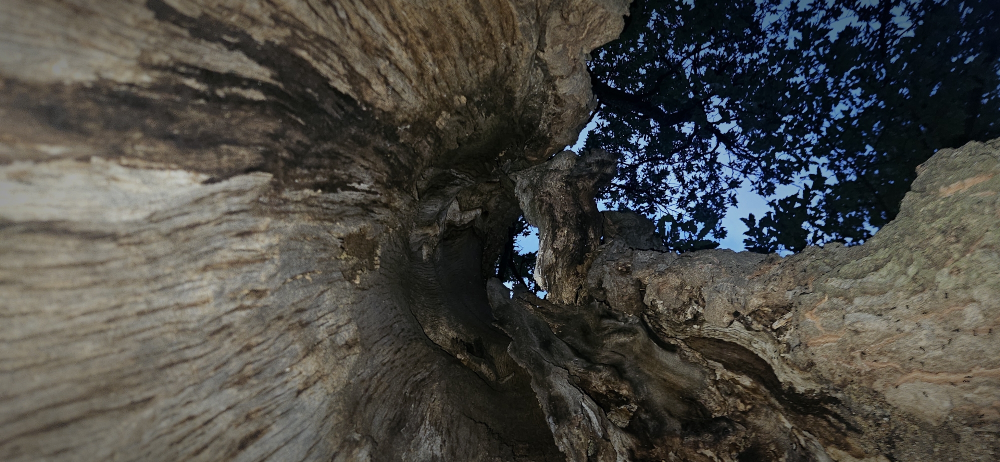 The image depicts an upward-looking perspective from within a large, weathered tree trunk located in Gutsal, Bulgaria. The immediate foreground and midground are dominated by the interior and exterior surfaces of the tree, exhibiting a rough, gnarled texture with deep crevices and vertical striations in shades of grey, brown, and dark brown. An irregular, cavernous opening or hollow within the trunk's upper section frames a view of the sky and the tree's canopy. The sky visible through this opening is a dark blue, characteristic of twilight or early night. Silhouetted against the dark blue sky are numerous dark leaves and branches, indicating foliage from the tree itself or nearby trees. No human figures, animals, or other man-made objects are present. The scene is dimly lit by the ambient light of the sky.