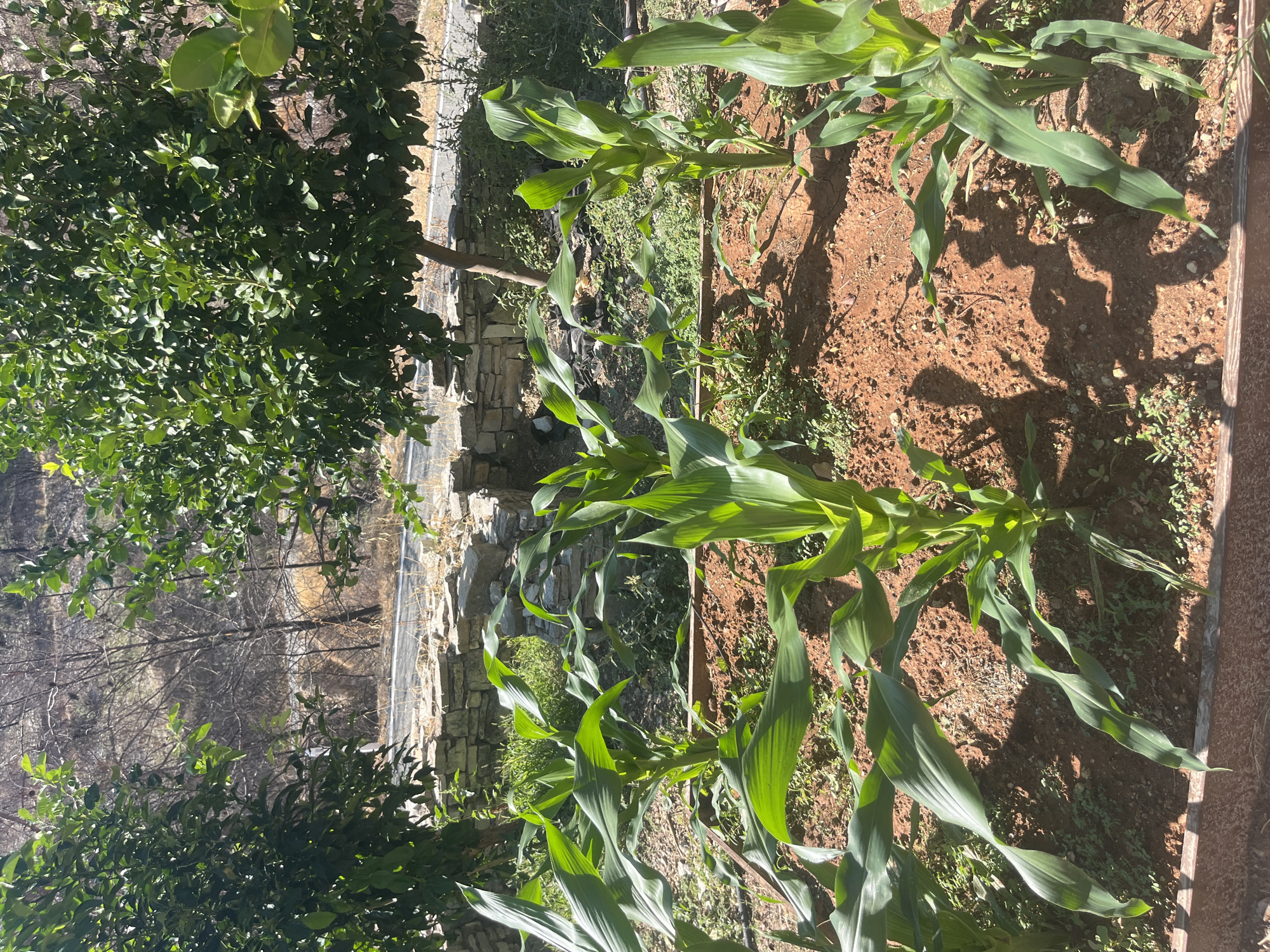 In Silikou, Cyprus, a cultivated plot of land is shown under natural daylight. The foreground features a garden bed with several young corn stalks growing in reddish-brown soil. The corn plants are vibrant green, with long, broad leaves. In the background, a dry, rocky hillside is visible, dotted with sparse vegetation and the skeletal remains of trees, suggesting a recent fire or arid climate. A low stone wall runs horizontally across the mid-ground, separating the garden from the hillside. Two large, leafy trees with dense green foliage are positioned in the upper portion of the image, casting shadows on the ground. A paved surface, possibly a road, is visible beyond the stone wall. The overall scene depicts a rural agricultural setting with evidence of environmental challenges.