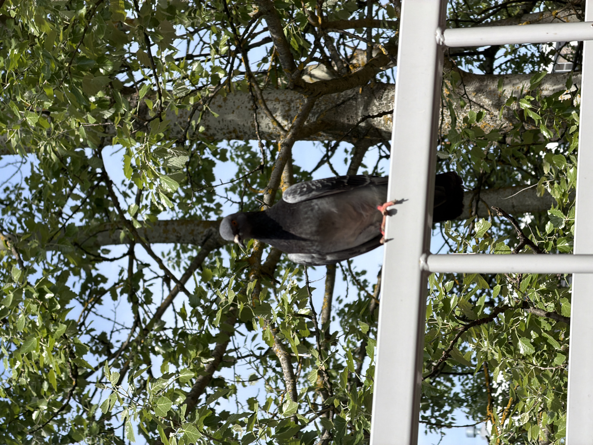 A pigeon is perched on a white metal ladder, with tree branches and leaves visible in the background. The sky is visible through the branches. The location is Tokkari, Russia.