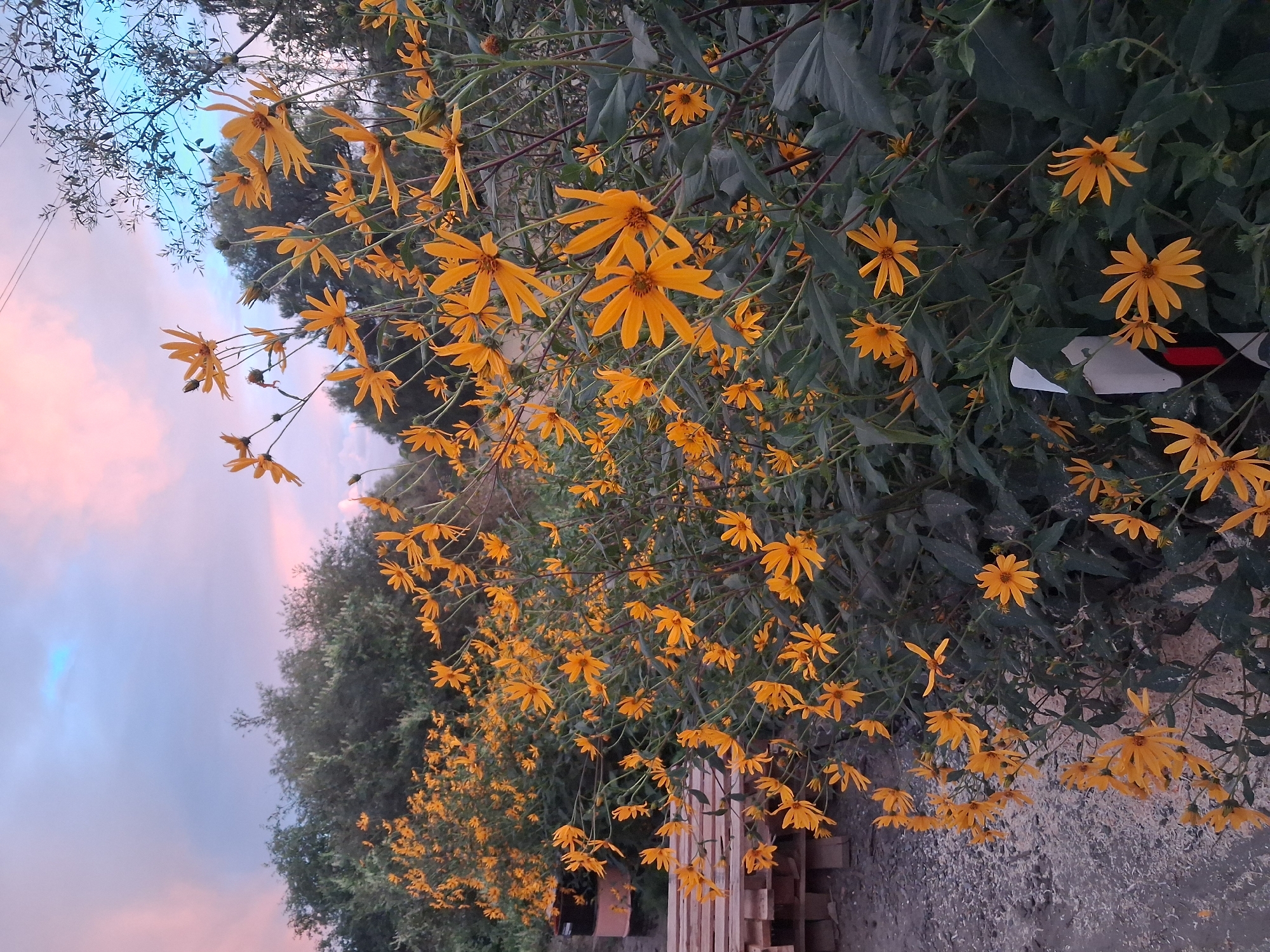 The image depicts a dense field of bright orange Jerusalem artichoke flowers in bloom, bordering a gravelly area with a stack of wooden pallets and a dark cylindrical object, possibly a drum or barrel, in the background. The setting is likely rural or on the outskirts of a settlement, given the presence of such materials and the natural growth of the plants. The sky above is a soft gradient of pink, blue, and gray, suggesting either dawn or dusk. The flora is the primary subject, filling the majority of the frame with its vibrant yellow-orange petals and dark green foliage. The overall atmosphere is serene and natural, characteristic of an outdoor scene in a rural or semi-rural location. The presence of what appears to be a fence post with reflective markers indicates a roadside or pathway nearby. There are no people or animals visible in the frame. The image quality is moderate, with a slight blur to some of the foreground flowers, but the details are clear enough to identify the subjects.