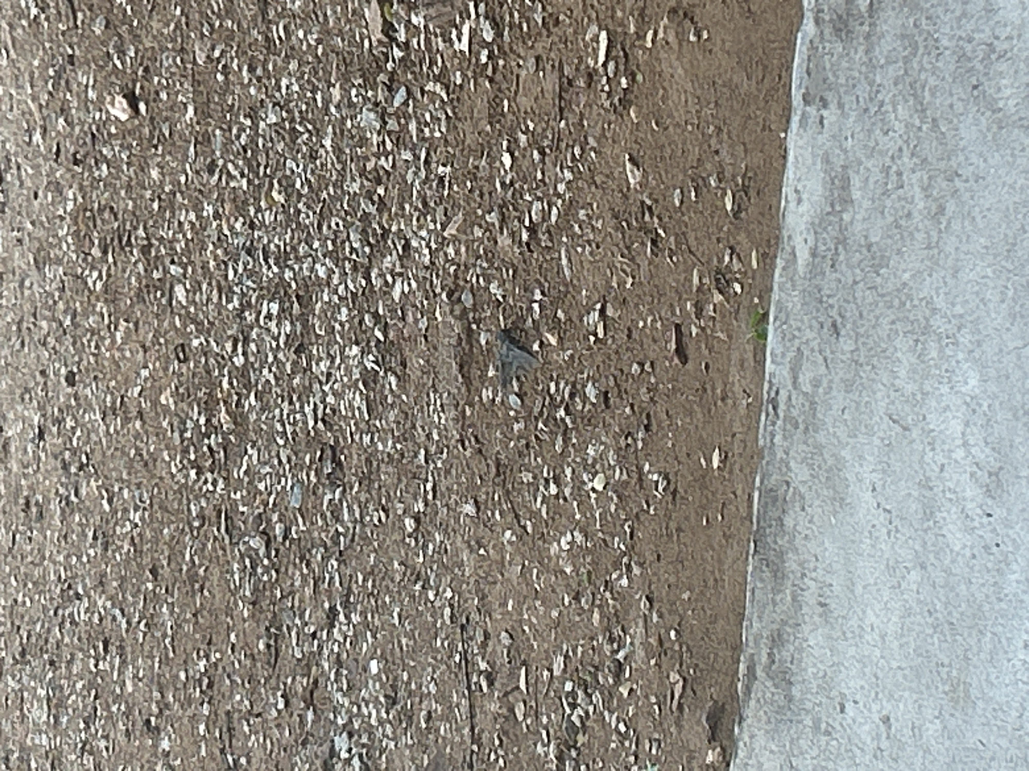 A small bird, appearing dark gray or black with a lighter underside, is perched on the ground. The ground is covered in small, light-colored pebbles and dirt. A concrete surface runs along the bottom edge of the image. The scene appears to be outdoors. The image quality is low, making it difficult to ascertain specific details about the bird's breed or the exact composition of the ground cover. There is no information available to determine if this image was taken in Santa Ana, Venezuela.