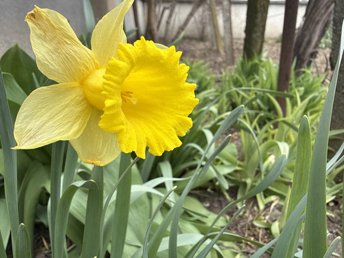 The image displays a close-up view of a single yellow daffodil flower (Narcissus) in an outdoor garden setting in Pirne, Bulgaria. The daffodil is positioned in the left-center of the frame, featuring six bright yellow perianth segments, with the uppermost left petal exhibiting minor desiccation. A prominent, deeply ruffled, intensely yellow corona is centrally located, with visible internal floral structures. The foreground and mid-ground are populated by numerous elongated green leaves belonging to the daffodil and other plants. The background is out of focus, revealing several dark-barked tree trunks, additional blurred green foliage, and a light-colored, possibly concrete, wall or fence structure partially visible on the far left. Dark soil patches are visible on the ground amidst the background vegetation. No human subjects, actions, or interactions are present.
