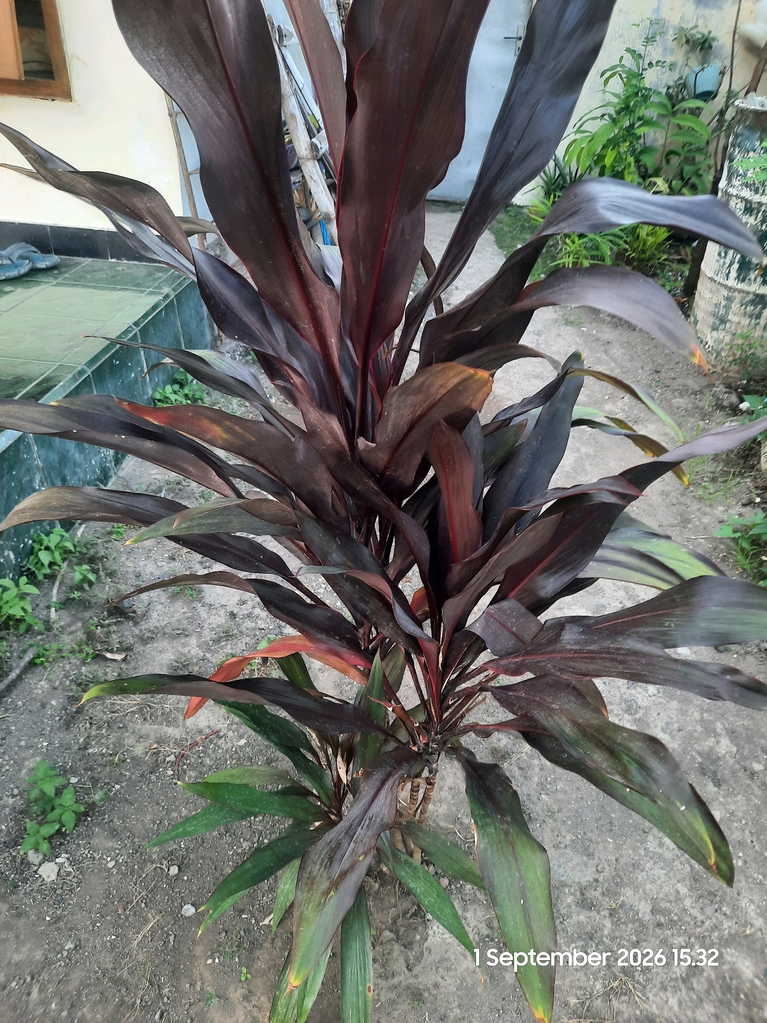 A medium shot captures a vibrant, large plant with long, sword-shaped leaves, predominantly dark red with some green undertones, positioned centrally in the frame. The plant's foliage appears full and healthy, with leaves fanning outwards from a central stalk. The background consists of a rough, textured ground, possibly dirt or gravel, with scattered small green weeds. To the left, a tiled area with green tiles and a blue sandal is visible, suggesting an outdoor setting near a building with a light-colored wall and a wooden-framed window. To the right, a portion of a cylindrical object, possibly a barrel or pipe, with a textured, possibly weathered surface, is present. The scene is outdoors, under natural lighting, indicating a day time setting. The timestamp "1 September 2026 15:32" is overlaid on the bottom right of the image. The location is identified as Karanggeger, Indonesia.