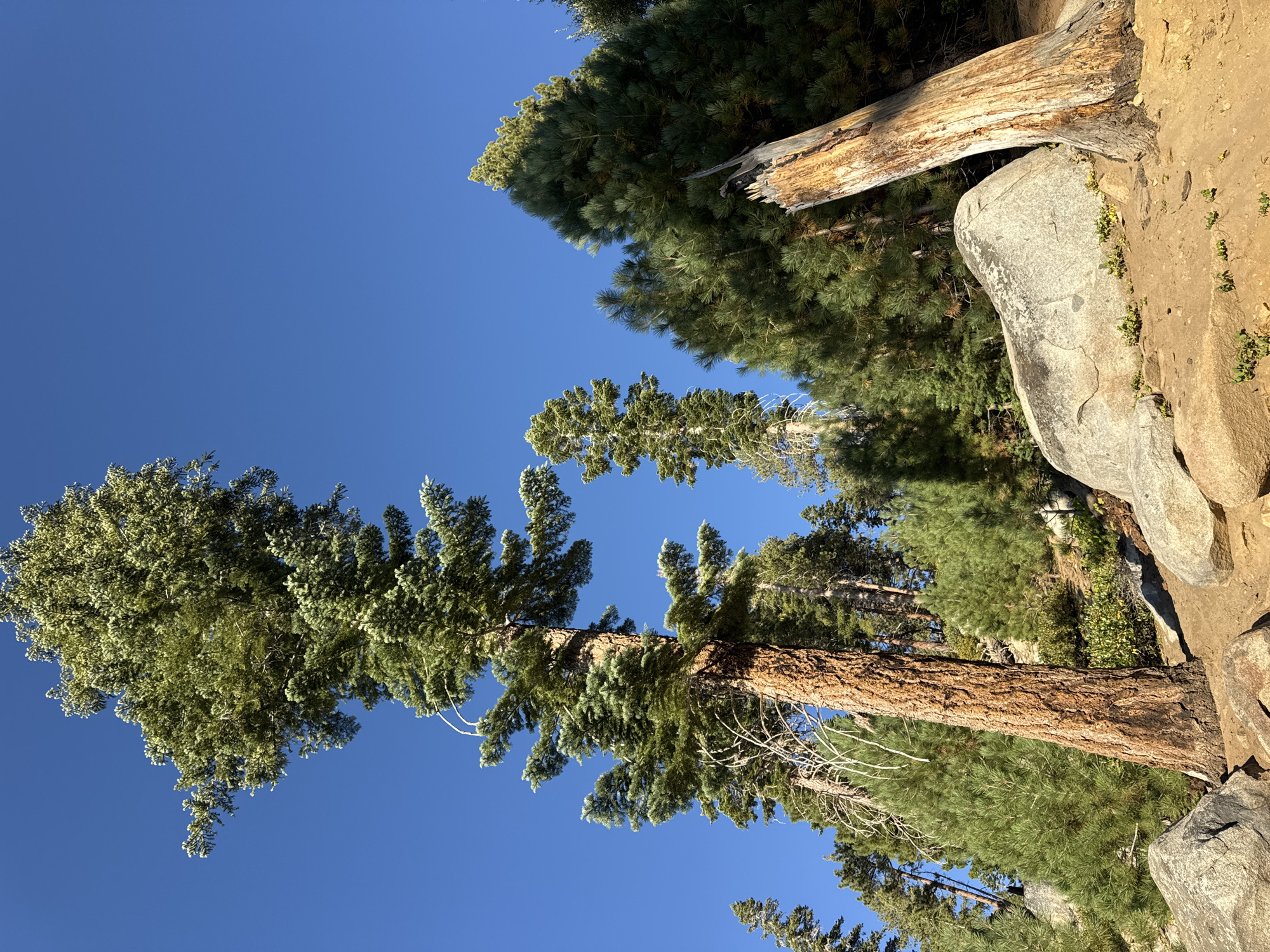 The image depicts a forest scene with a clear blue sky. Several tall evergreen trees dominate the frame, with one particularly large tree in the foreground on the left, featuring a thick, reddish-brown trunk. The ground is covered in sandy soil and scattered with large, grey boulders. To the right of the foreground tree, a tall, dead, and weathered tree trunk stands at an angle, its bark peeling and showing signs of decay. In the background, more evergreen trees of varying heights create a dense forest canopy. The overall impression is of a natural, undeveloped landscape. This scene is located in Stateline, Nevada, United States of America.