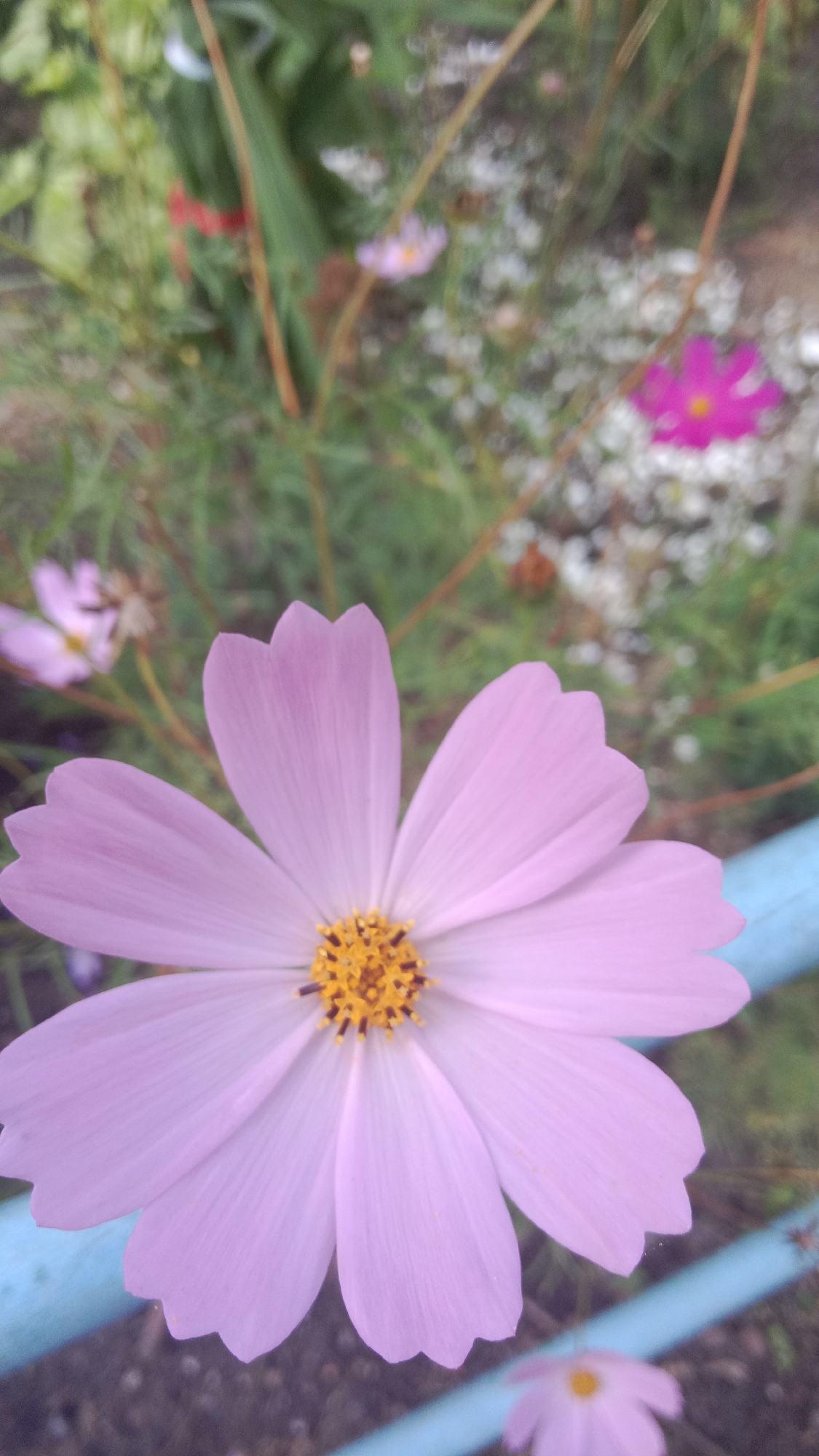 A light pink cosmos flower is in the foreground, with its petals unfurling outwards. The center of the flower is a cluster of yellow stamens with dark tips. In the background, other cosmos flowers can be seen, some in shades of pink and magenta, amidst green foliage. A light blue cylindrical object runs across the lower right portion of the image, possibly a pipe or border. The scene appears to be a garden or park area in Petropavl, Kazakhstan.