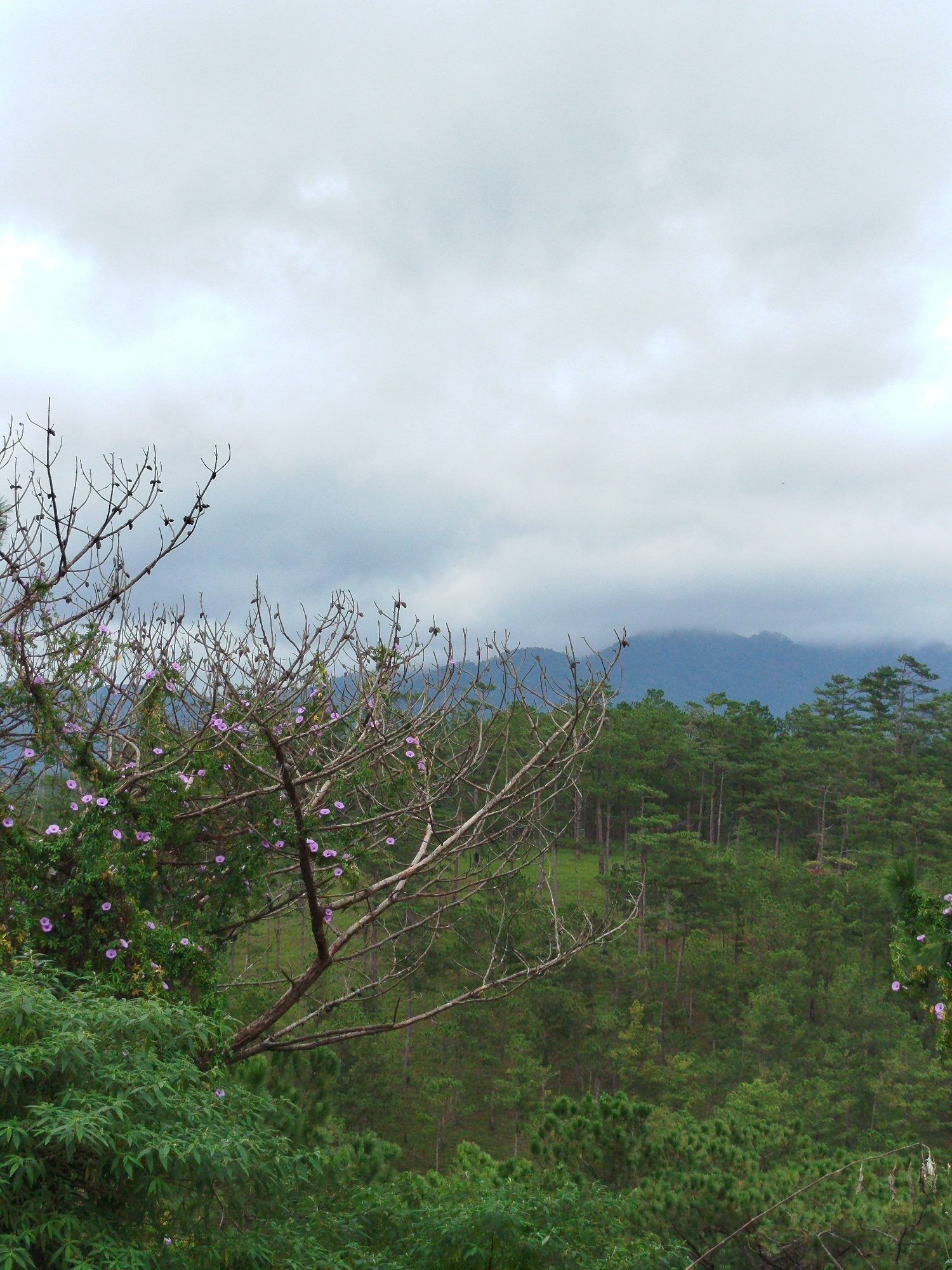 The image depicts a natural landscape with a focus on a foreground tree and a background forest. In the foreground, a bare-branched tree with small purple flowers is prominent. To the left and bottom of the frame, lush green foliage and bushes are visible. Beyond this, a dense forest of pine trees covers a hillside, extending towards distant, misty mountains under a cloudy sky. The scene appears to be a natural setting, possibly a park or a natural reserve, located in Lâm Viên - Đà Lạt, Vietnam, a region known for its pine forests and mountainous terrain. There are no people or animals present in the image.