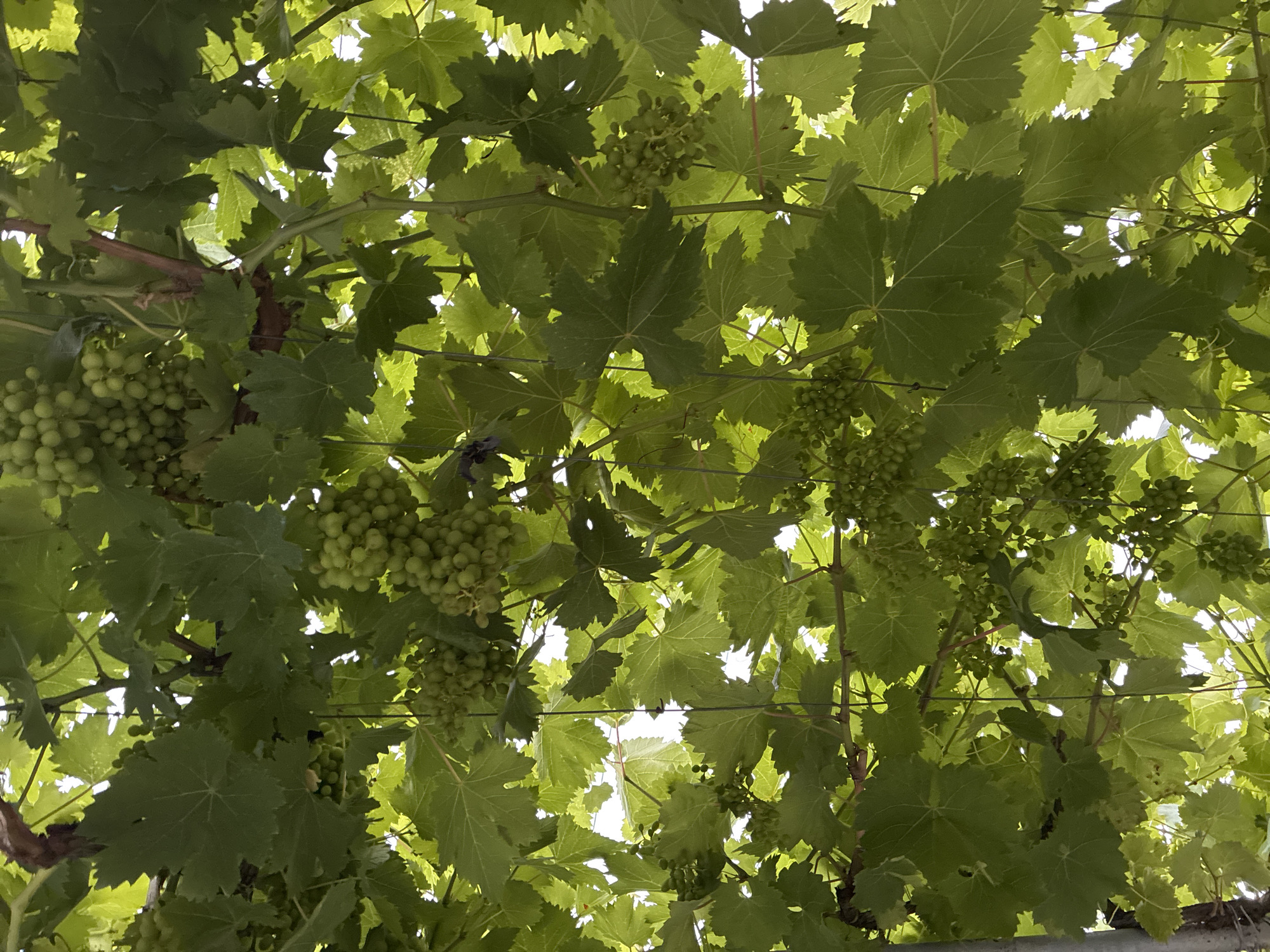 The image shows a close-up, upward-looking view of a grape vine laden with green grapes and lush leaves. The scene is illuminated by natural light filtering through the foliage. The vines and grapes are clustered densely, creating a textured canopy. The specific location in Surami, Georgia is not identifiable from the image alone.