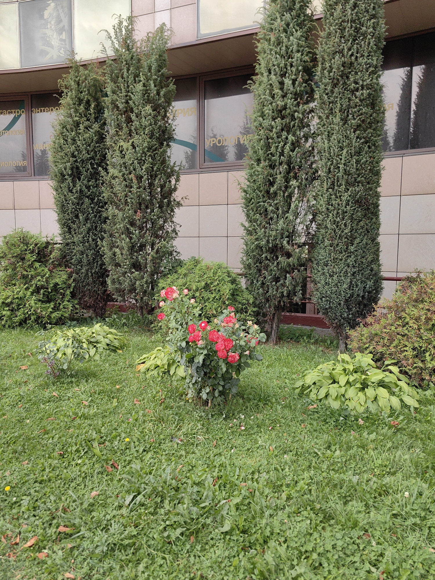 The image depicts a row of tall, slender evergreen trees planted in front of a building with a beige tiled facade and horizontal bands of dark brown. Large windows with reflective glass are visible on the building's facade, with text, possibly signage, visible through some of them. In the foreground, a well-maintained garden area features a cluster of bright red roses in bloom, surrounded by lush green grass and other low-lying plants, including hostas with large, pale green leaves. The grass appears somewhat unkempt in places with scattered fallen leaves and small yellow wildflowers. The overall impression is that of an urban green space in front of a commercial or administrative building. The text visible through the windows suggests a possible location in Minsk, Belarus.