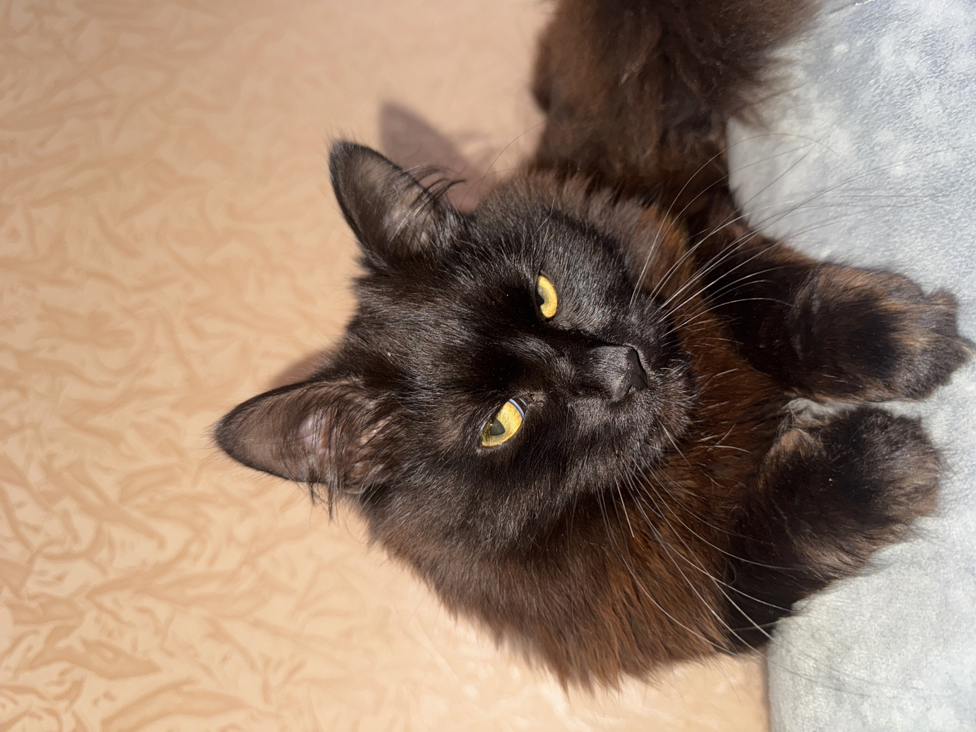 A medium, overhead shot shows a black, long-haired cat with amber eyes reclining, its head tilted, and paws positioned near a light-grey, soft object. The background is a beige surface, possibly fabric, with a textured pattern. No individuals are visible, and there is no evident indication of the location being Chaikovsky, Russia.