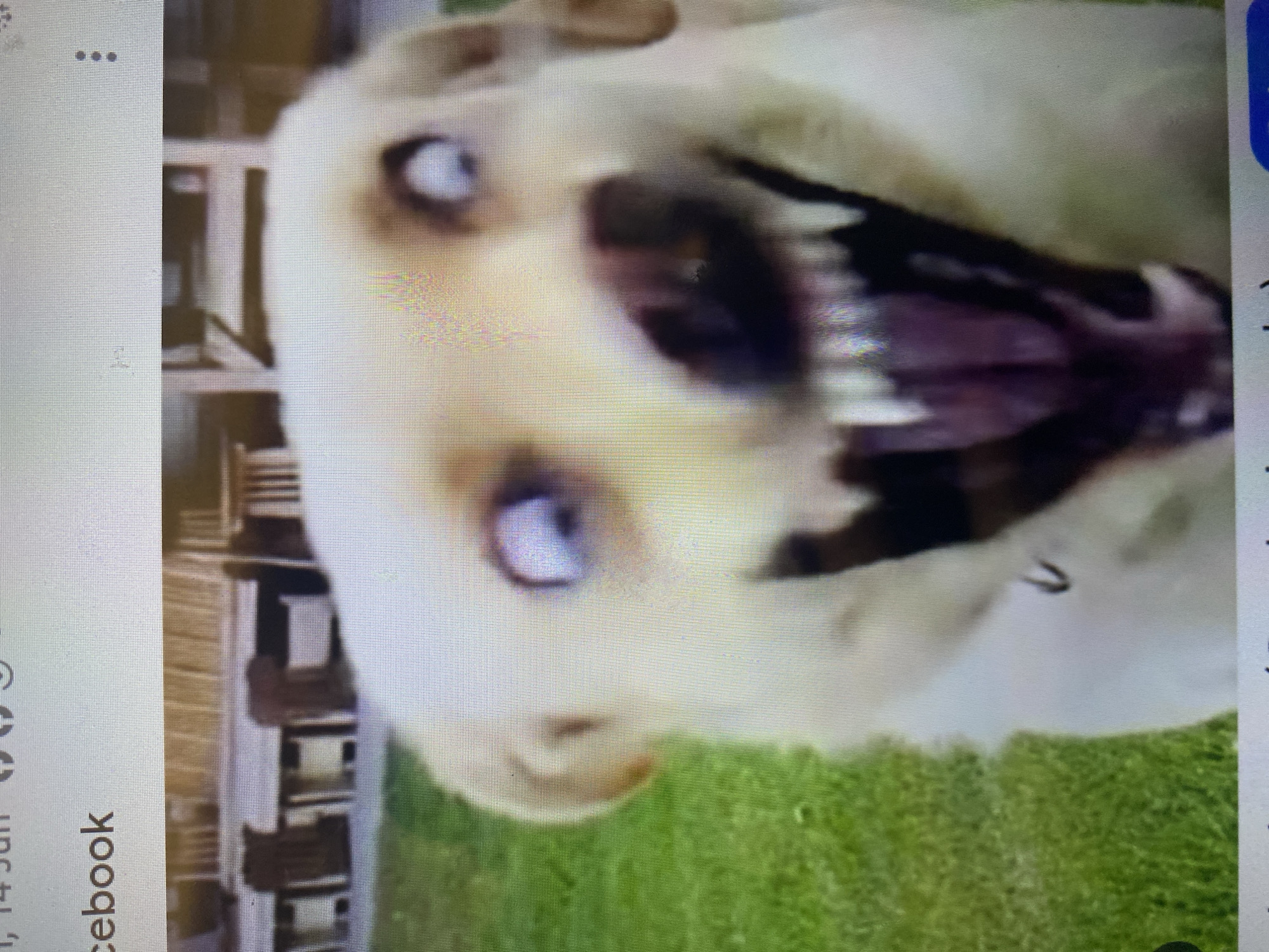 The image shows a close-up, low-resolution photograph of a golden retriever dog with its mouth wide open, revealing its teeth and tongue. The dog's eyes are wide and appear to be staring directly at the camera. The background is out of focus, but appears to be an outdoor setting with green grass and some structures that suggest a residential or recreational area. There is text visible at the top of the image that reads "cebook". There is no visible indication of the city of Ta', Indonesia in this image.
