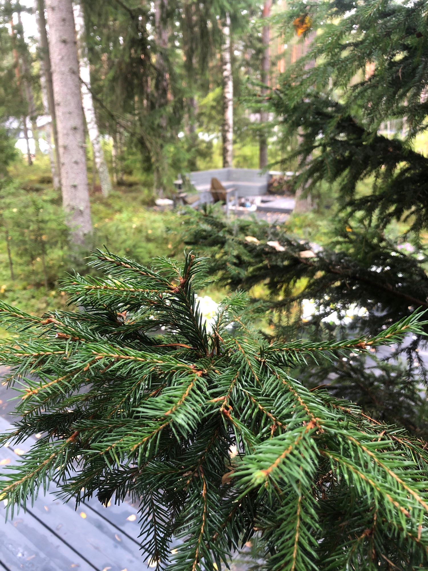 The image shows a close-up of evergreen branches in the foreground, with a blurred background of a wooded area and what appears to be an outdoor seating area. The branches are a deep green, with some brown tips and small buds visible. A single white flower is nestled among the needles. In the background, several tall trees with light-colored bark, likely birches, are visible, interspersed with darker evergreen trees. Beyond the trees, there is a glimpse of an outdoor seating arrangement featuring what looks like a concrete structure and some wooden furniture. The ground appears to be a wooden deck in the foreground, with the blurred background suggesting a natural environment. No people or specific actions are depicted. The location is stated to be in the city of Arfa, Russia.