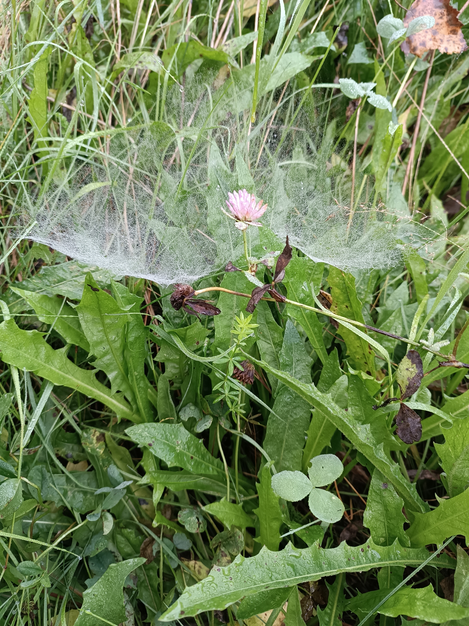 A close-up, eye-level, outdoor, medium shot captures a dew-covered spider web draped across lush green foliage and a single pink clover flower. The spider web, fine and delicate, glistens with numerous tiny water droplets, forming a translucent veil over the surrounding leaves. The clover flower, positioned centrally within the frame, is a soft pink, with its petals slightly unfurled. Around the flower, various green leaves, some broad and jagged like dandelion leaves, and others smaller and rounded, are visible. The ground is carpeted with dense vegetation, suggesting a natural, uncultivated area. No people or animals are present in the image. The lighting is soft and diffused, indicative of an overcast day or early morning. The scene is located in the city of Chaikovsky, Russia.