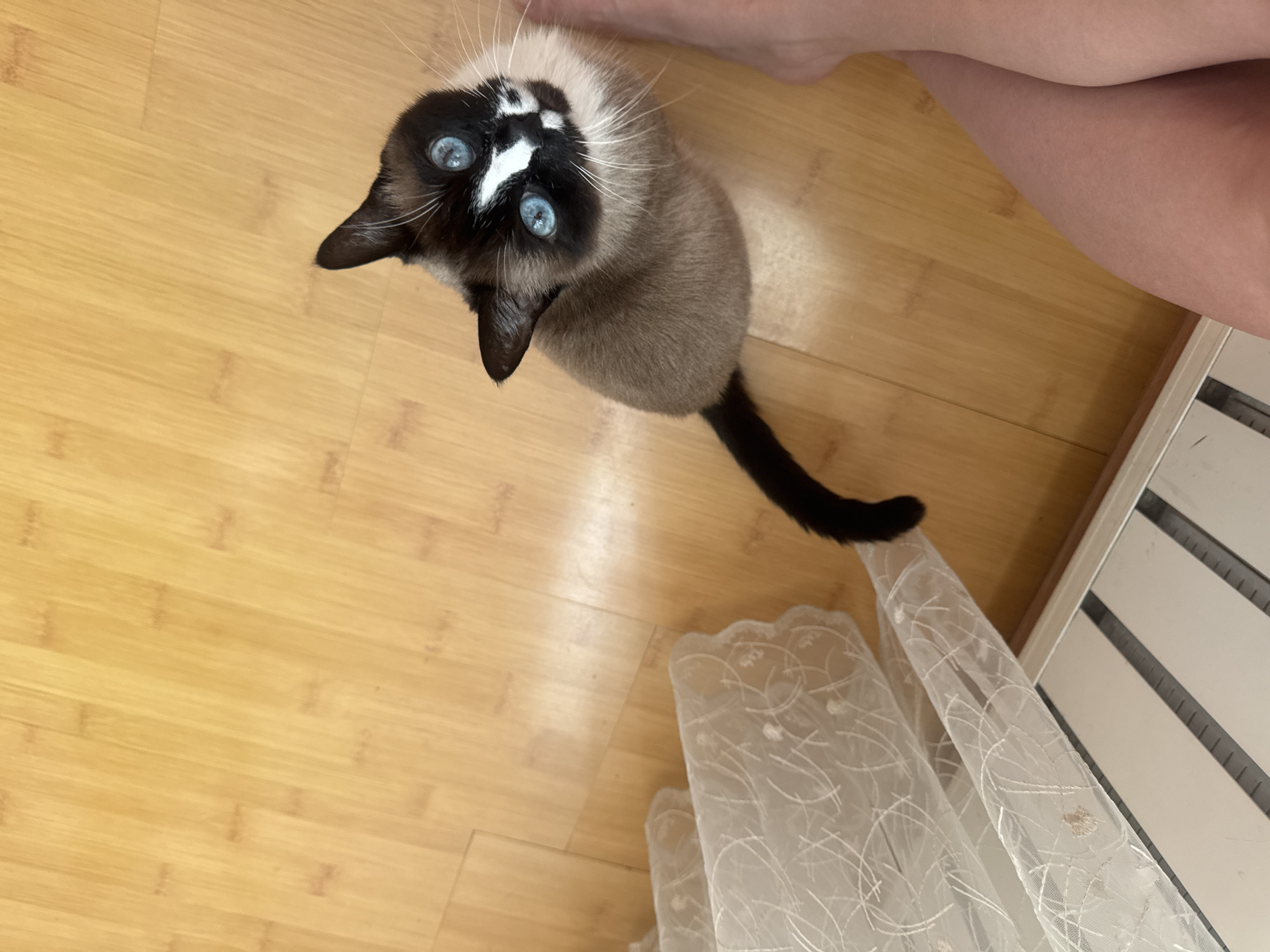 A Siamese cat with bright blue eyes sits on a wooden floor, looking up at the camera. To the left of the cat is a piece of sheer white fabric with an embroidered pattern. To the right of the cat are the legs of a person. The scene is indoors, likely in a residential setting in Ussurijsk, Russia.