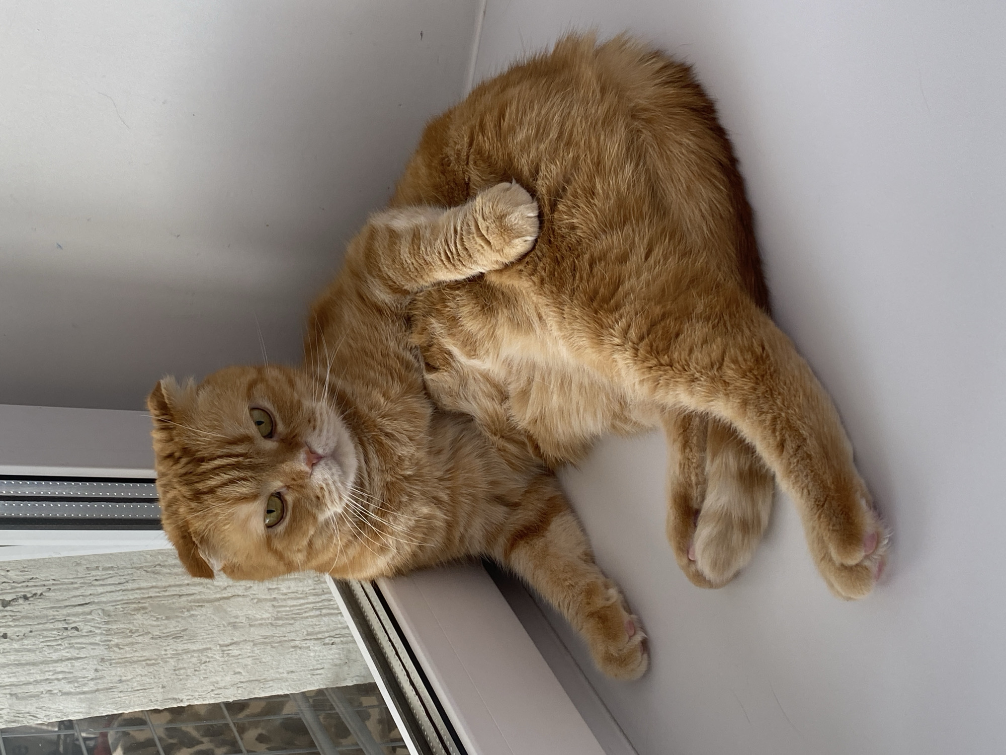 A medium-sized ginger cat lies on a white windowsill. The cat is on its back with one paw raised towards its face. The cat's fur is fluffy, and its eyes are open, looking at the viewer. Through the window, one can see a building, possibly located in Tyumen, Russia. The windowsill is adjacent to a white wall and ceiling.