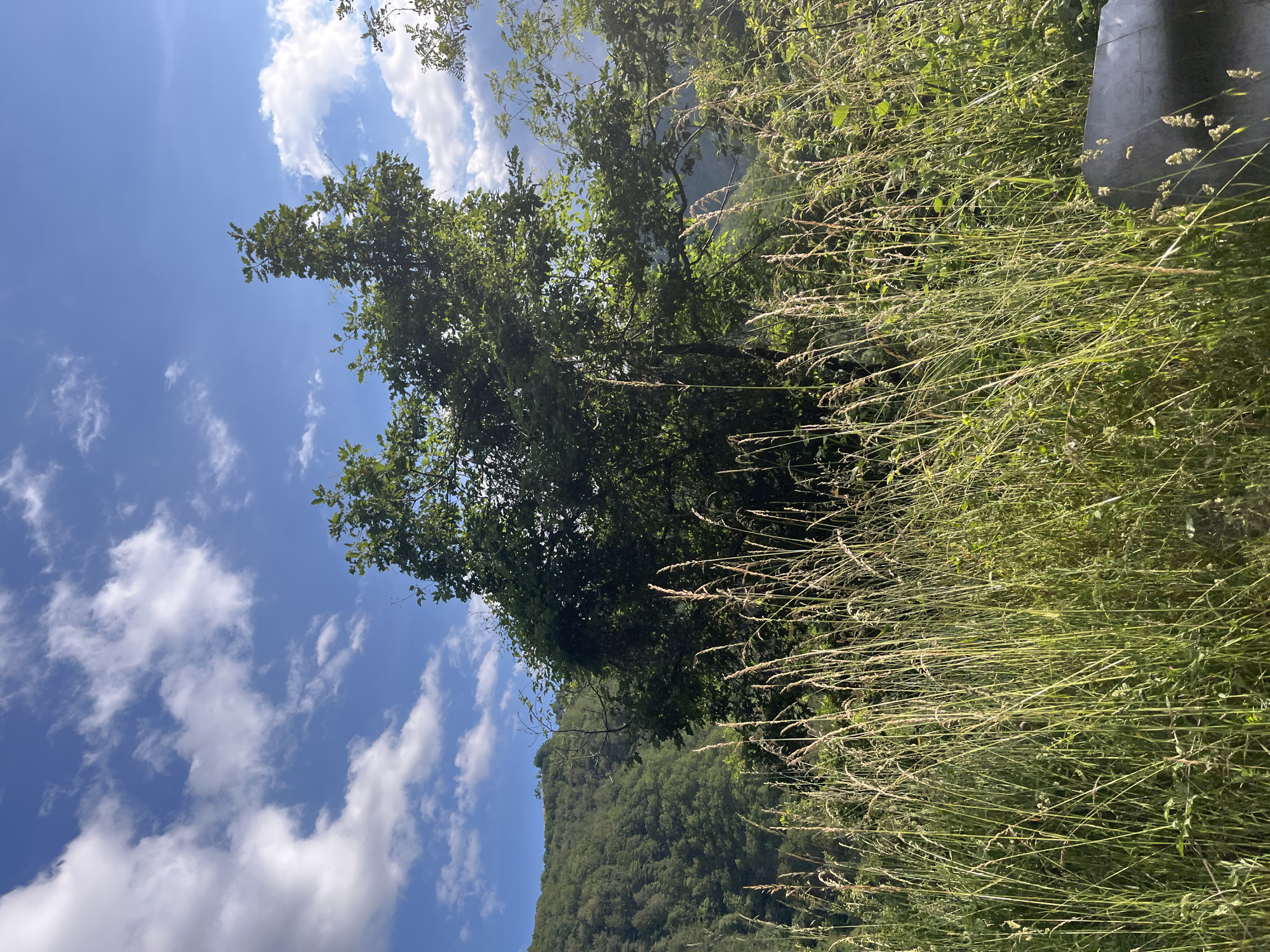 The image shows a grassy area with tall blades of grass in the foreground. A large tree with green leaves stands behind the grass, with a forested hill in the background. The sky is blue with scattered white clouds. There is a metal guardrail visible on the right side of the image. The scene appears to be in a rural or natural setting, likely the outskirts of Startsevo, Bulgaria. There are no people or animals visible in the image. The lighting suggests it is daytime, possibly late afternoon due to the warm tones. The overall impression is one of a peaceful, natural landscape.