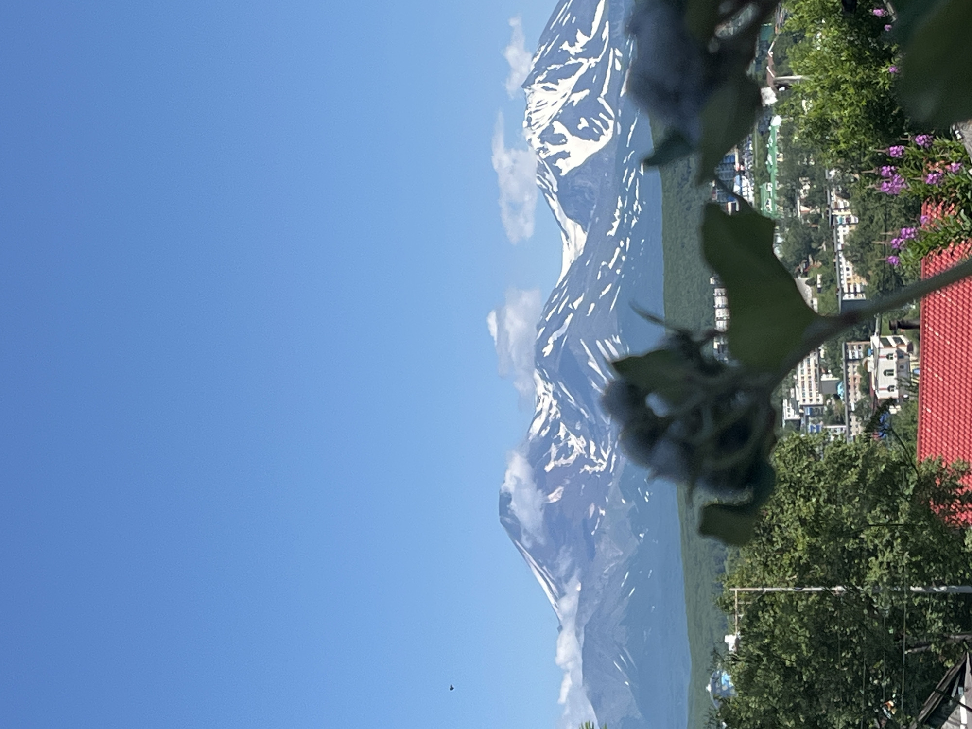 The image shows a panoramic view of Petropavlovsk-Kamchatsky, Russia, with the majestic Koryaksky and Avachinsky volcanoes in the background. The volcanoes are partially covered in snow, indicating a cool climate even during the warmer months. The foreground features lush green trees and a cluster of pink flowers, adding a touch of natural beauty to the urban landscape. In the middle ground, the city's buildings are visible, interspersed with trees and some infrastructure like power lines. The sky is clear and blue, with a few scattered clouds around the mountain peaks. A small bird is captured mid-flight in the upper left portion of the sky. The overall scene is a blend of natural splendor and urban life.