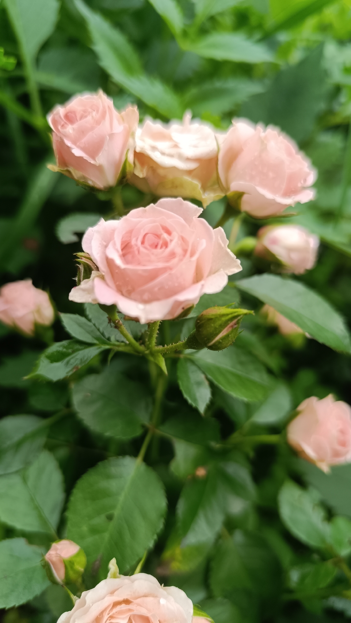 The image shows a close-up of a cluster of pale pink roses with water droplets on their petals. The roses are in various stages of bloom, with some fully open and others still forming buds. They are surrounded by lush green foliage, suggesting an outdoor garden setting. The lighting is soft and diffused, creating a gentle and romantic atmosphere. The image does not provide any information about a specific location in the city of Karsha, Russia, or any people, actions, or interactions.