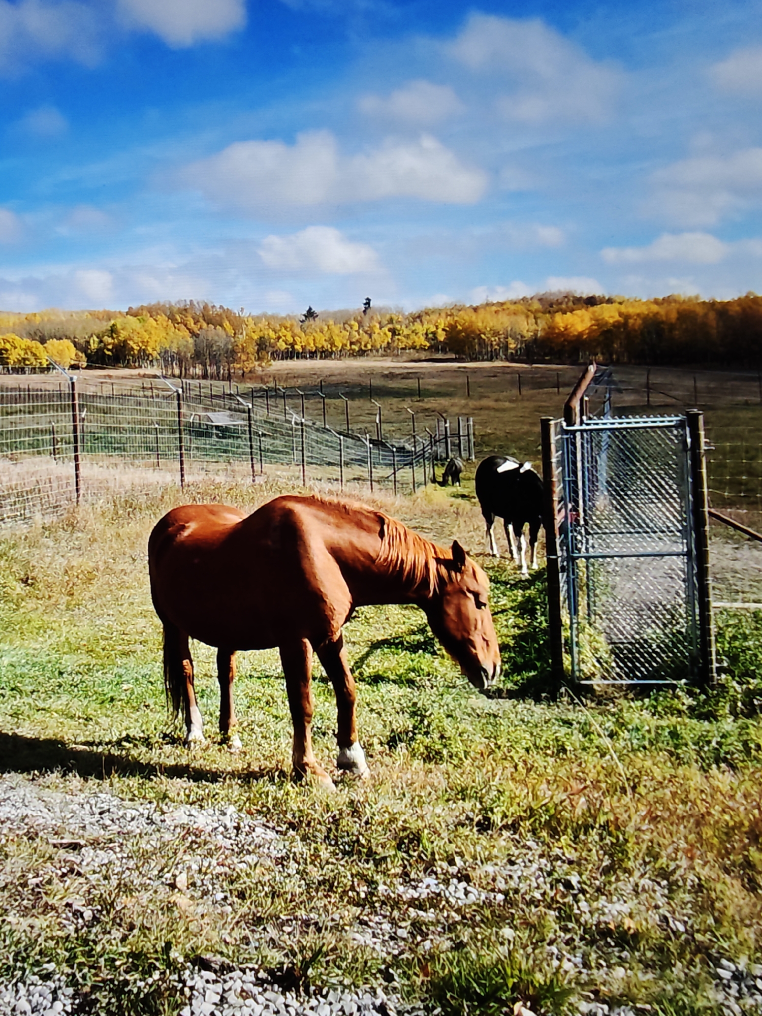 A medium shot captures a herd of horses in an outdoor enclosure, with a backdrop of autumnal trees showcasing vibrant yellow foliage under a bright blue sky with scattered white clouds. In the foreground, a chestnut horse grazes with its head lowered. To the right, a dark-colored horse with a white blaze on its forehead stands near a metal gate. A brown fence with mesh wire stretches across the middle ground, separating the enclosure from a field beyond, where a few more horses are visible. The ground is covered with a mix of dry grass, green patches, and small stones. The image appears to be taken in a rural or semi-rural setting. No specific location in Calgary, Canada, can be determined from the visual information alone.
