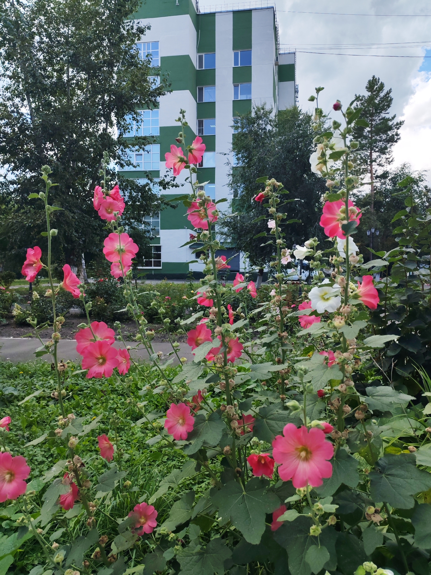 An exterior, eye-level, full shot captures a flowerbed of pink and white hollyhocks in bloom, with a multi-story building in the background. The building is painted with alternating green and white horizontal stripes and features numerous rectangular windows with reflective glass. Tall trees with dense green foliage are situated between the flowerbed and the building. The sky above is cloudy with patches of blue. The ground is covered in grass and more foliage. The overall scene appears to be an urban residential area or park. There are no people visible in the image.