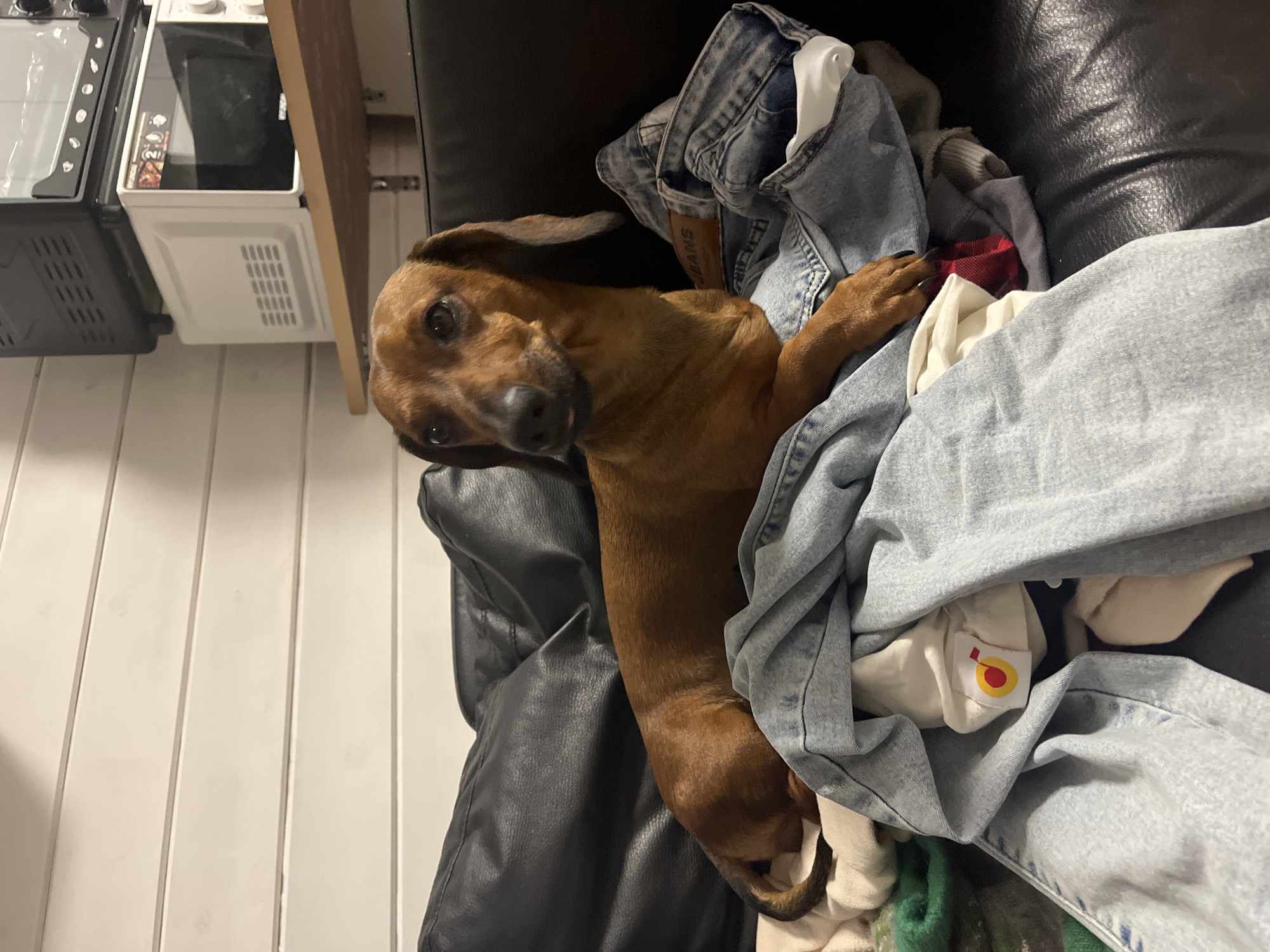 A brown dachshund dog is lying on a black leather couch covered in a pile of light blue denim jeans and other clothes. The dog is looking at the camera with its head tilted slightly and its tongue sticking out a little. The background includes a white wooden wall and a black and white microwave oven. The location is unknown and there is no evidence to suggest it is in Razdolie, Russia.