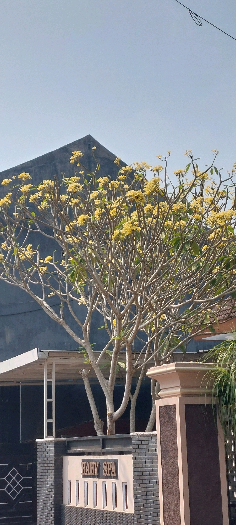 A frangipani tree with yellow flowers is in full bloom in front of a modern building with a dark gray, gabled roof. A fence with the words "BABY SPA" is visible in the foreground. The sky is clear and blue.