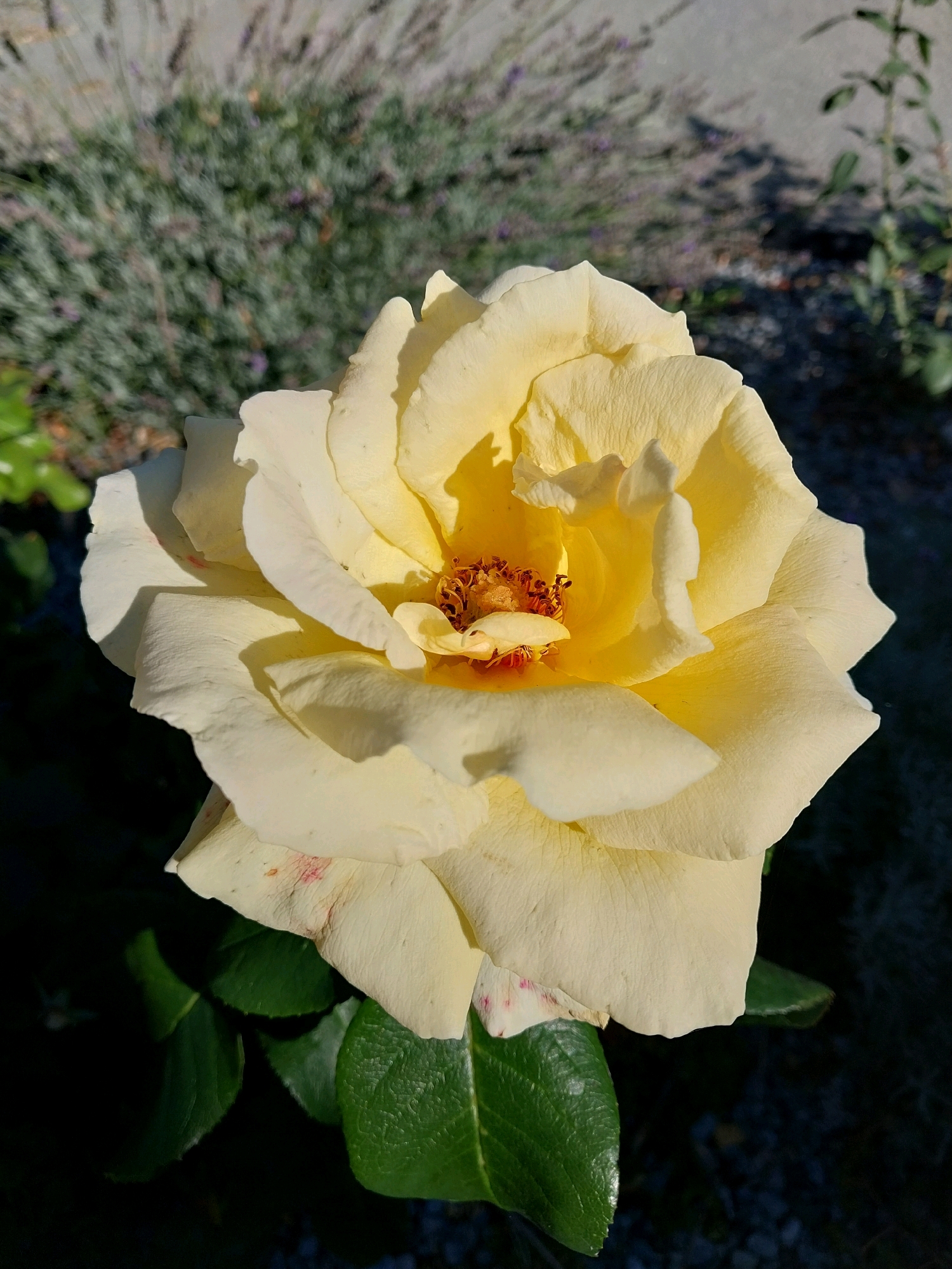 This is a close-up, eye-level, vertical, outdoor shot of a pale yellow rose in full bloom. The rose is the dominant subject, positioned in the center of the frame, with its petals unfurling towards the viewer. The petals exhibit a delicate texture and are illuminated by natural light, casting soft shadows. The center of the rose reveals stamen and pistil with a warm orange hue. The background is softly blurred, showing green foliage, and a hint of lavender plants. The ground appears to be a mixture of dark soil and small stones, with some scattered gravel. The image was taken in Doslidne, Ukraine.