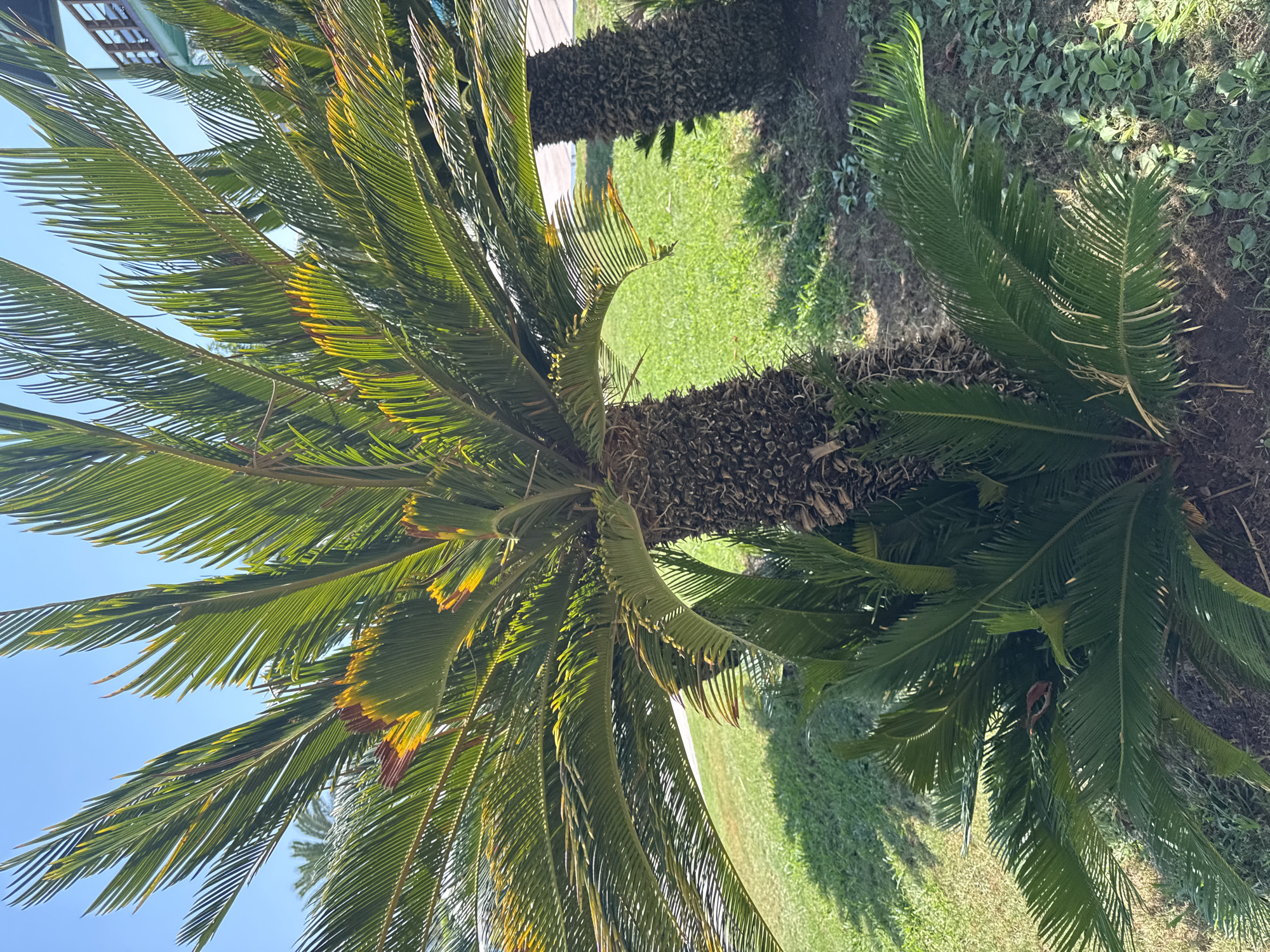 In Aksu, Turkey, a close-up shot focuses on the trunk and fronds of a Cycad plant. The plant's rough, textured trunk is visible, with its distinctive pattern of leaf scars. The long, stiff fronds, varying in shades of green and tinged with yellow and brown in places, arch outwards and upwards, creating a dense canopy. Sunlight filters through the fronds, casting dappled shadows on the ground below.
In the background, the green expanse of a lawn stretches out, bordered by the trunks of similar Cycad plants. Beyond the lawn, a hint of a pathway or road is visible, with a building featuring wooden railings and turquoise walls in the distance, suggesting a resort or residential area. The sky above is a clear, bright blue. The overall impression is one of a well-maintained outdoor space, likely in a warm climate, with a focus on tropical or semi-tropical landscaping.