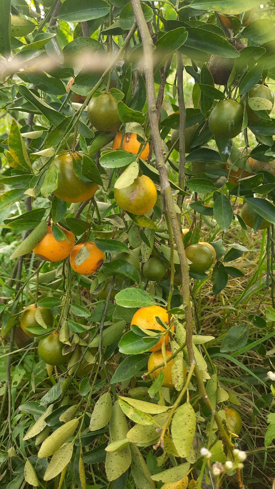 In Kebonrejo, Indonesia, an outdoor image captures a close-up view of an orange tree laden with ripe and unripe fruit, along with green leaves. The oranges are distributed across various branches, some appearing more orange and mature, while others are a lighter green, indicating they are still developing. The leaves are generally green, with some exhibiting yellowing or spotting, and are interspersed with the fruit and branches. The background consists of out-of-focus greenery, suggesting a natural outdoor environment. The lighting appears natural, indicating it was taken during daylight hours. No people or specific structures are visible in the frame, focusing solely on the agricultural subject.