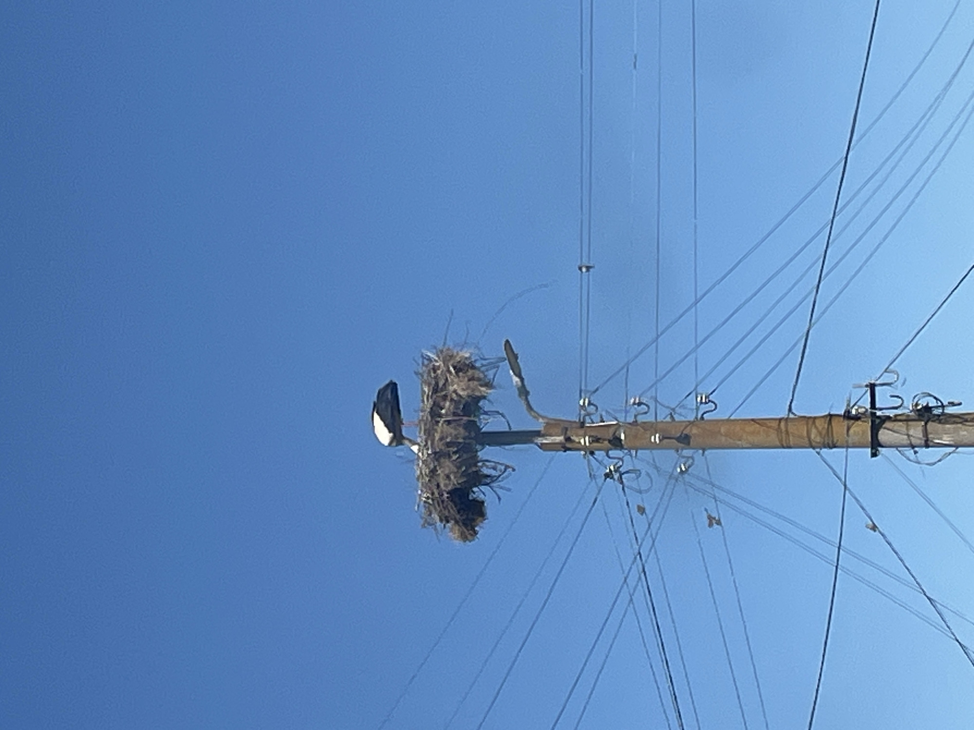 In the city of Ravnets, Bulgaria, a solitary white stork stands in a large, untidy nest constructed atop a weathered utility pole. The nest, composed of twigs, straw, and other debris, is situated at a considerable height. The stork, with its characteristic black and white plumage, faces away from the viewer, its beak obscured by its body. The pole itself is a wooden structure with numerous electrical wires fanning out across the clear, bright blue sky. A streetlamp is attached to an arm extending from the pole, just below the nest. The overall scene is one of rural infrastructure intertwined with natural nesting behavior.