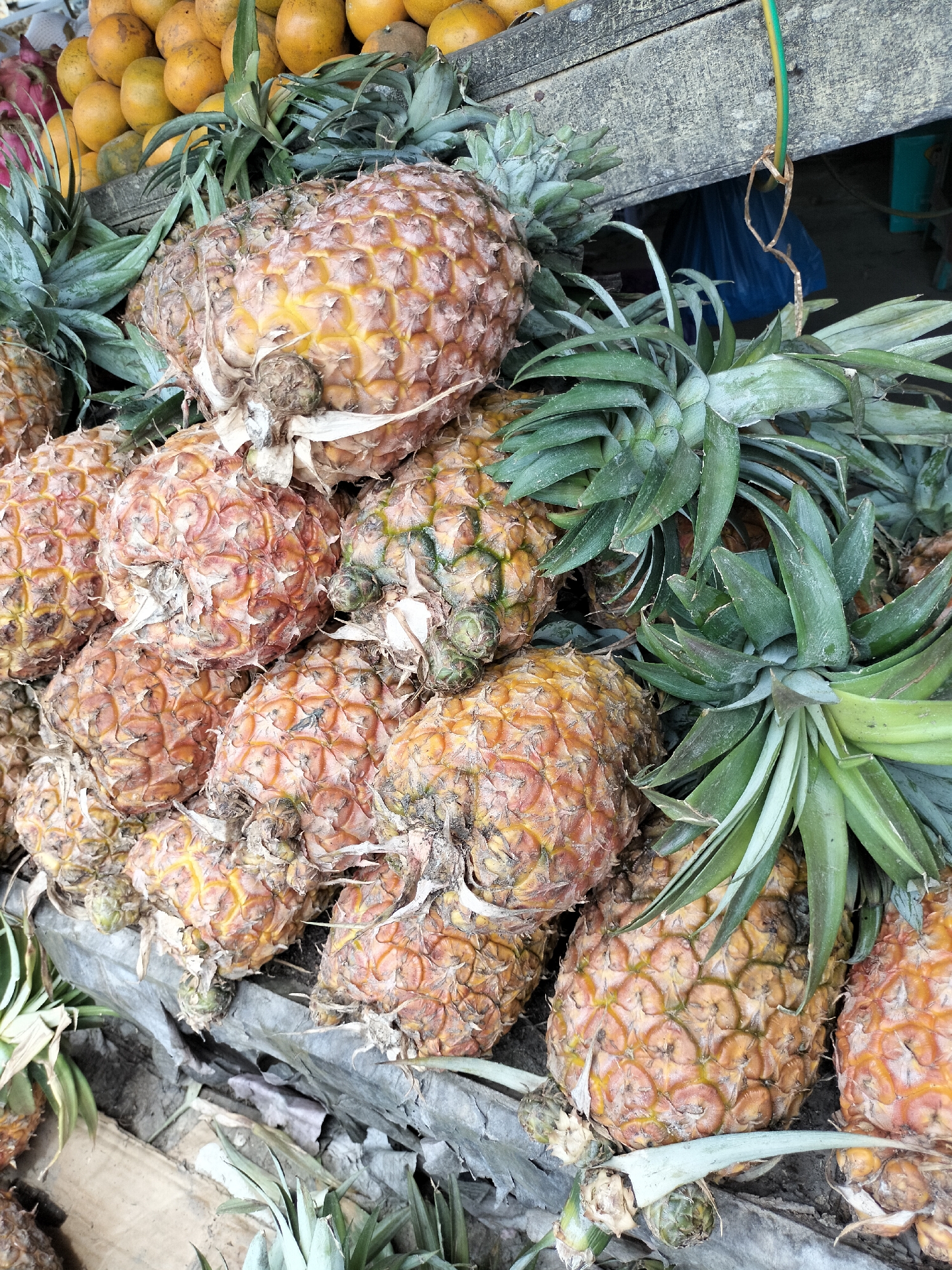 A pile of pineapples is displayed at an outdoor market in Kotapantonlabu, Indonesia. The pineapples are of varying sizes and ripeness, with some showing golden-brown skin and others appearing more reddish-brown. Their green leafy crowns are spread out amongst the fruit. In the background, a wooden plank with a green and yellow wire hanging from it is visible. Beneath the plank, a dark blue plastic bag can be seen. To the left of the pineapples, a stack of oranges is partially visible. The ground beneath the fruit is covered with dirt and what appears to be gray tarpaulin.