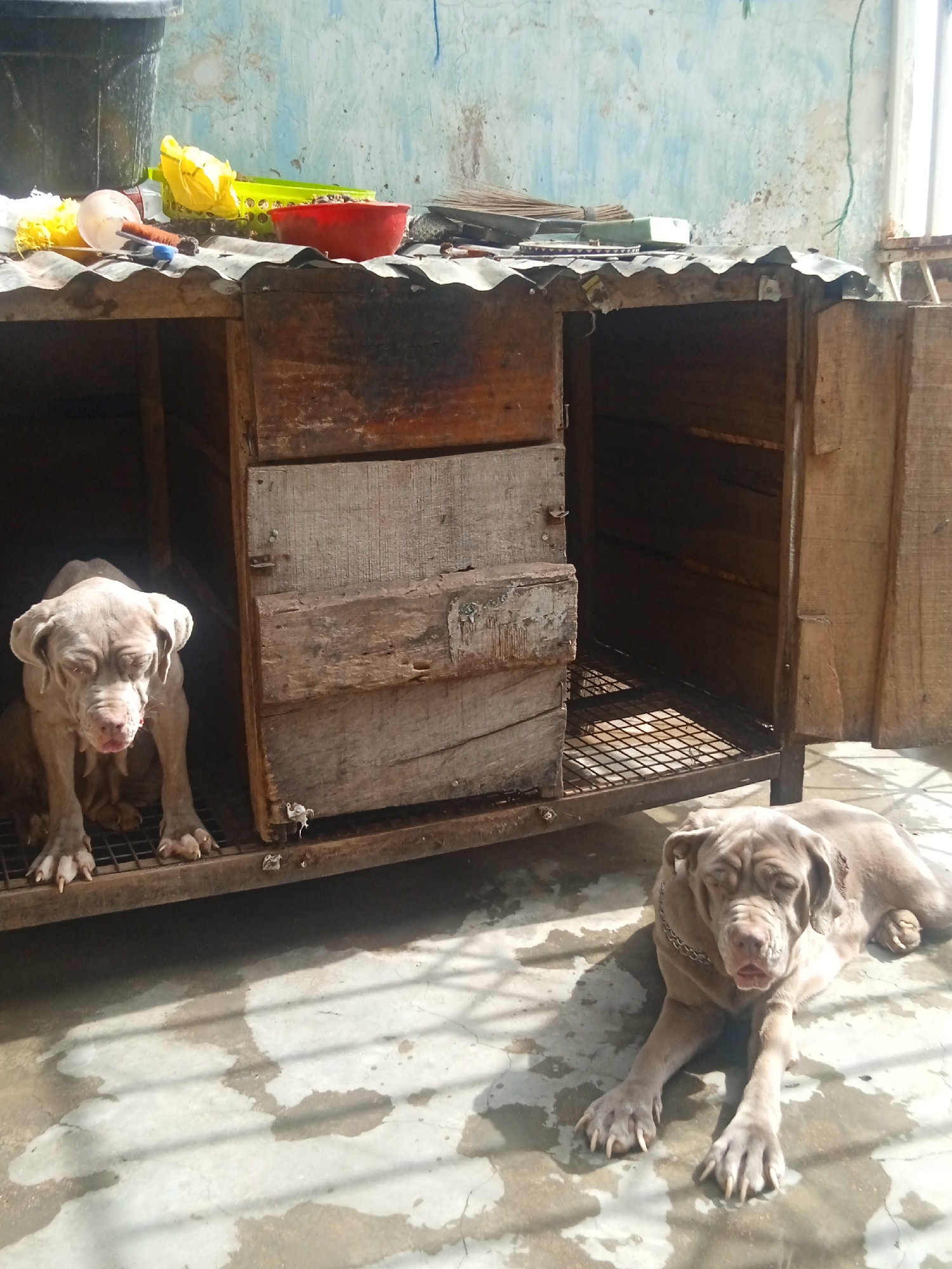 Two gray-coated dogs are positioned in front of a rustic, wooden two-compartment dog house with a corrugated metal roof. One dog is sitting inside the left compartment of the dog house, while the other is lying on the ground in front of the right compartment. Assorted items, including a red bowl, a yellow basket, and other objects, are scattered on the roof of the dog house. The setting appears to be an outdoor or semi-outdoor space, with a stained concrete floor and a weathered wall in the background. The city and specific location are not discernible from the image.