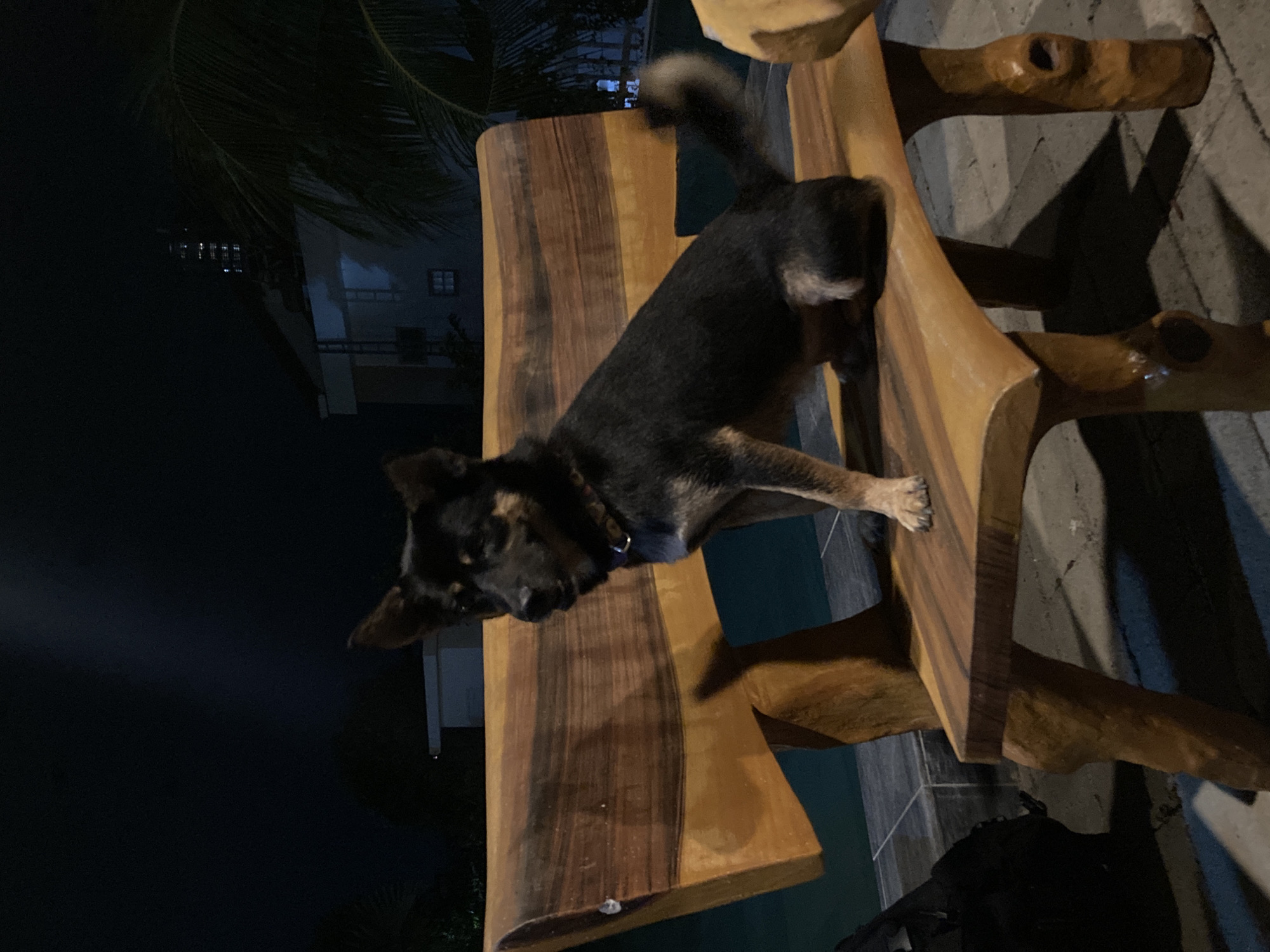 A medium shot shows a black dog lying on a rustic wooden bench. The bench is composed of light and dark brown wood planks with tree-trunk-shaped legs. The background features a blurred night scene, with glimpses of buildings, palm trees, and possibly a pool, which suggests an outdoor or patio setting. Based on the location, the image was taken in Mũi Né, Vietnam.