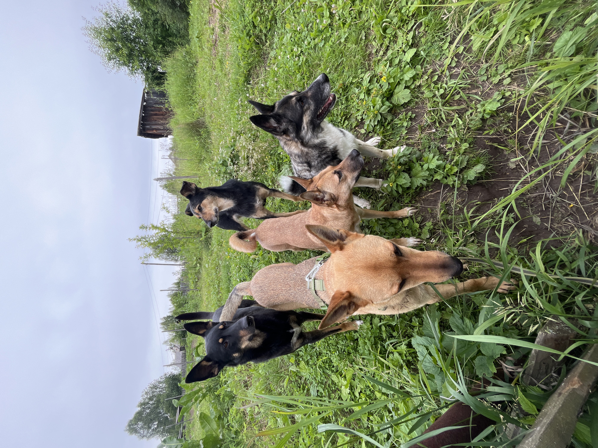 The image shows a group of five dogs in an outdoor, grassy setting. The dogs are of various breeds and colors, including black, tan, and a German Shepherd mix. They appear to be on a slightly uneven dirt and grass surface, with some taller green vegetation and a few small yellow flowers visible. In the background, there is a wooden structure, possibly a shed or an old building, and some trees. A power line pole is also visible. The sky is overcast, suggesting a cloudy day. The dogs are positioned in a line, facing different directions, with some looking up and others looking forward or down. One dog is wearing a green collar. The overall scene evokes a rural or semi-rural environment, possibly a backyard or a field. The dogs seem alert and engaged with their surroundings. No people are visible in the image. There is no visible text. The location context provided is Nizhny Tagil, Russia, which aligns with the visual cues of the rural setting and overcast sky often associated with the region.