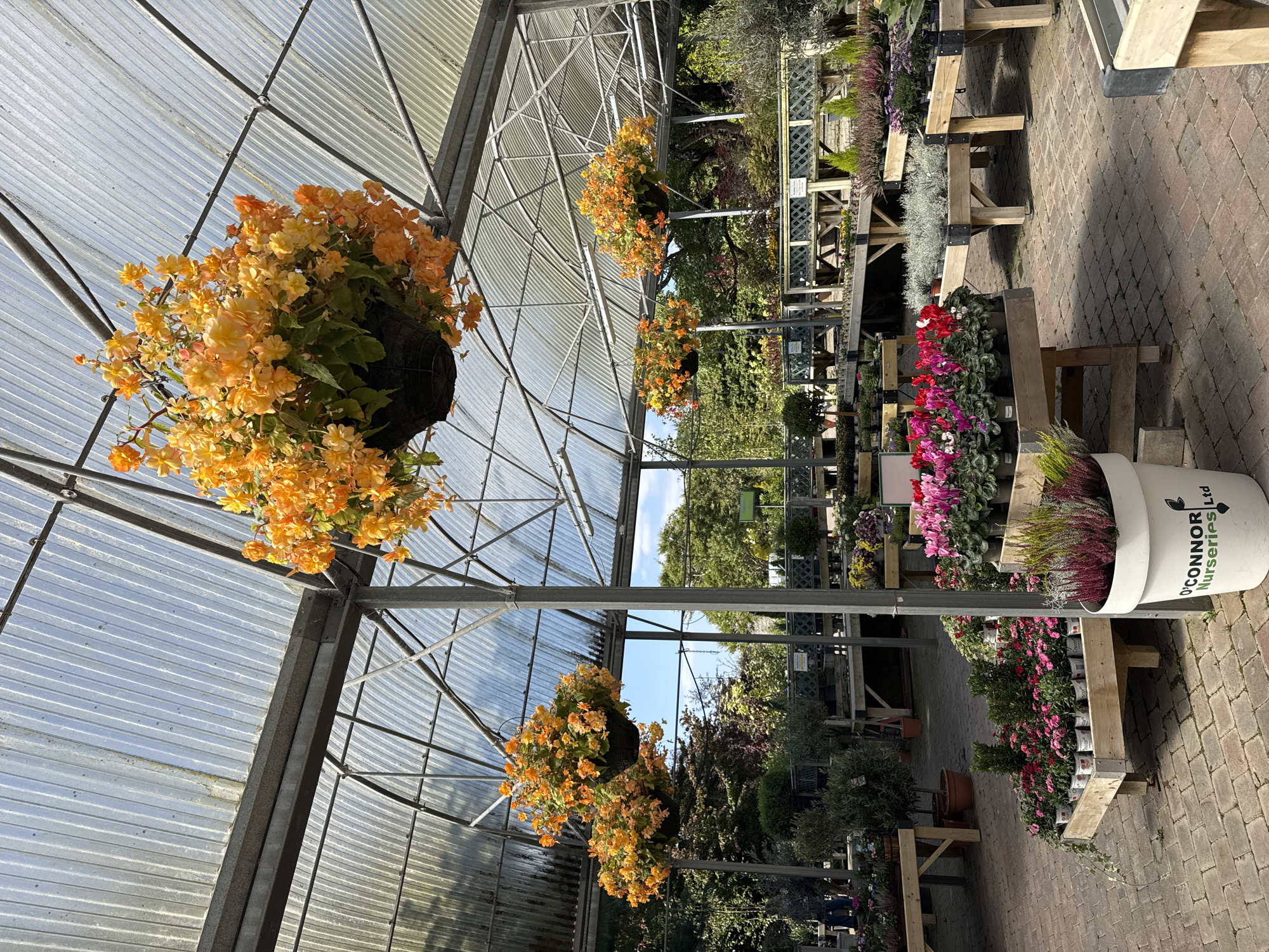 The image depicts the interior of a greenhouse at O'Connor Nurseries in Clonmel, Ireland. The greenhouse has a clear, corrugated plastic roof supported by a metal frame. Several hanging baskets filled with bright orange flowers are suspended from the ceiling, with one prominently featured in the foreground.
Various plants are displayed on wooden benches and tables throughout the greenhouse. In the foreground, a large white pot with the "O'Connor Nurseries Ltd" logo contains a cluster of purple and pink heather. Nearby, a wooden display table holds rows of small potted plants with pink and red flowers, along with some green foliage plants. Further back, more wooden tables showcase various plants, including cyclamen in shades of pink and red, and silvery-grey foliage plants.
Outside the greenhouse, visible through the open sides, are more rows of plants, trees, and shrubs. The ground is paved with red brick. The scene suggests a retail environment for plants and gardening supplies. There are no people clearly visible in the image, and no specific actions or interactions are depicted. The overall environment is bright and airy, illuminated by natural light.