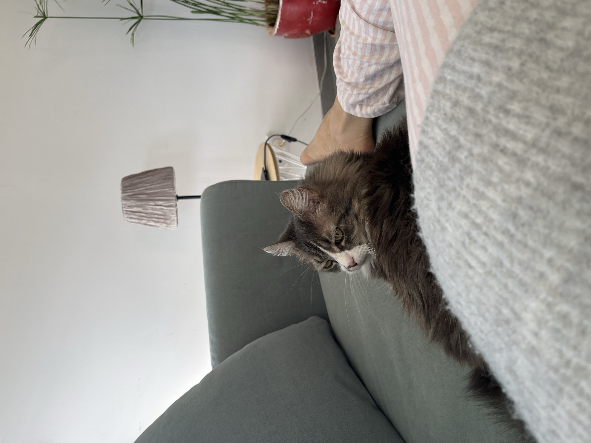 A medium-long haired cat, predominantly gray with white markings on its face, rests on a gray sofa. An individual wearing striped pajama pants is seated on the sofa next to the cat. A lamp stands beside the sofa. Potted plants are visible in the background. The location is Chambœuf, France.