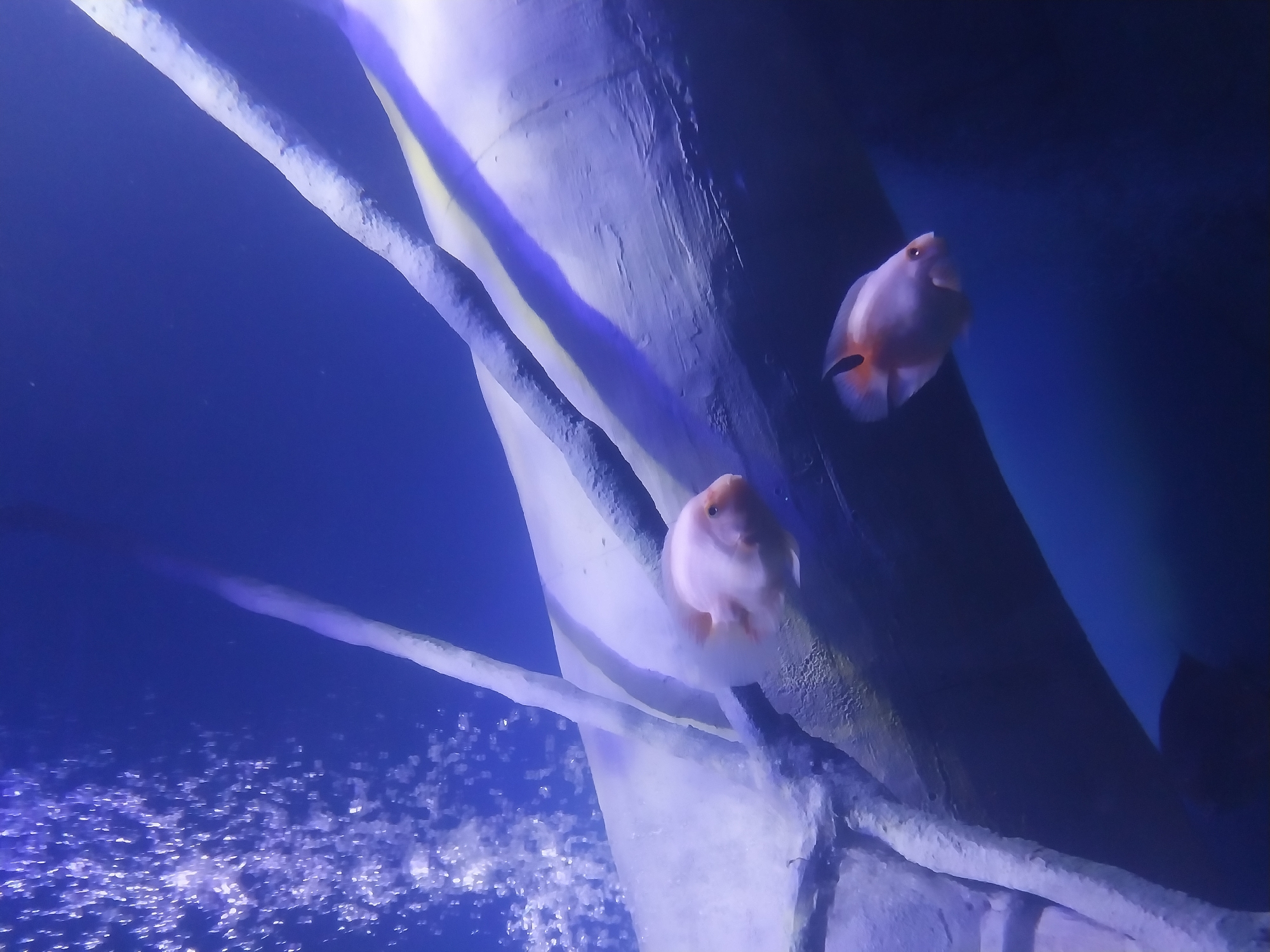 Two pale orange, discus-shaped fish swim in a blue-lit aquarium. One fish is closer to the foreground, positioned to the right of center, and appears larger and more in focus. The second fish is smaller, further in the background, and slightly out of focus. Bubbles rise from the upper left of the image. A textured, pale gray branch or log structure runs diagonally across the frame. The background consists of a large, curved, light-colored surface with a yellow stripe and a deep blue area below. The image is taken from a low angle, looking upwards. The specific location within Orenburg, Russia, cannot be determined from the provided image.