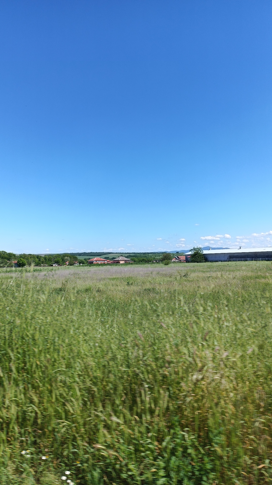 The image depicts a grassy field in Bogdanitsa, Bulgaria under a clear blue sky. In the distance, there are houses, trees, and a large, white, warehouse-like building. The foreground is dominated by green grasses, some taller than others, and possibly wildflowers. The blur in the lower part of the image suggests that the picture was taken while moving. There are no people visible. The scene is rural or on the outskirts of a town.