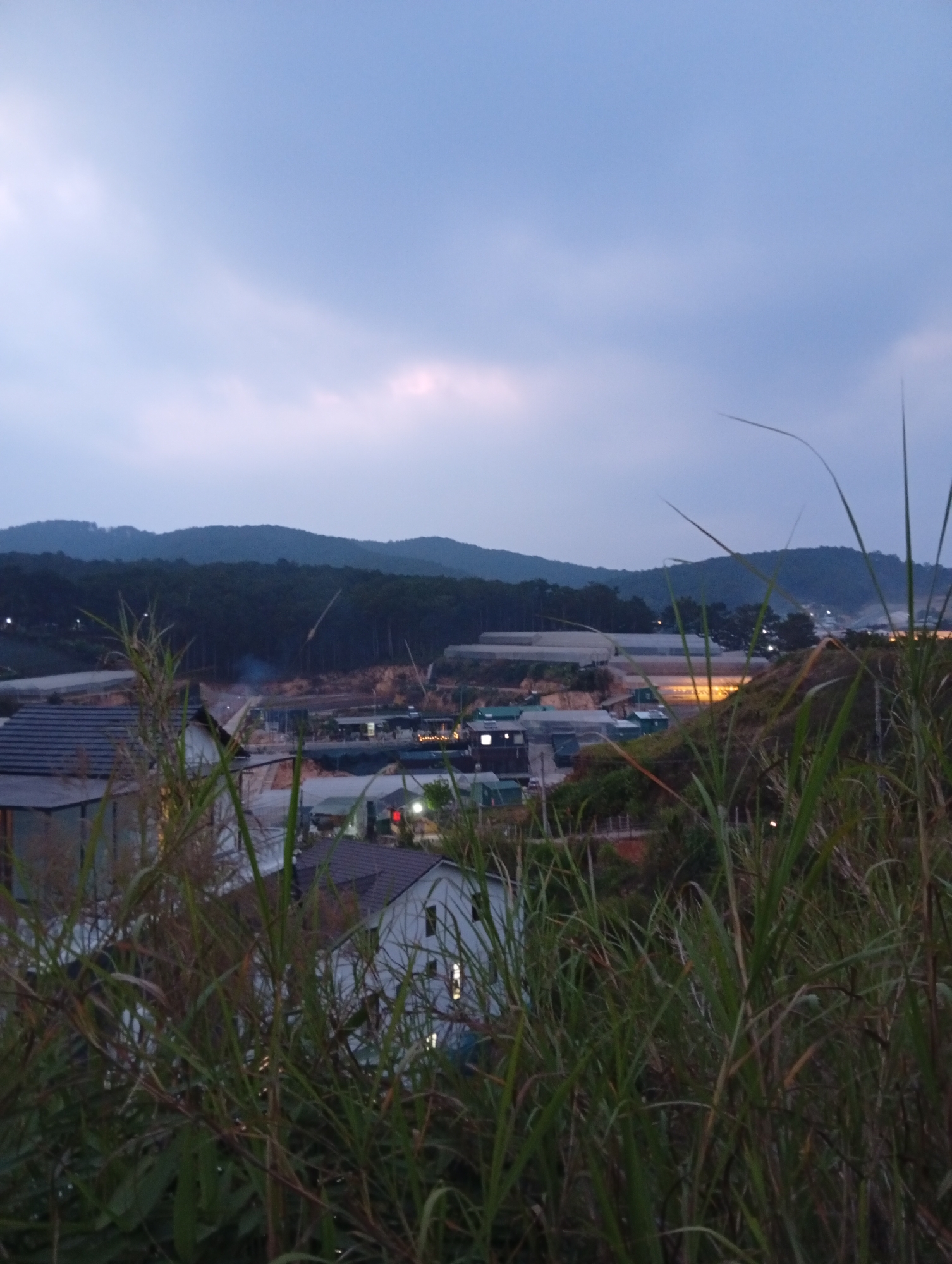 The image depicts a twilight scene in Da Lat, Vietnam, with a view of a hillside residential area. In the foreground is dense vegetation, predominantly tall grasses, obscuring a clear view of the landscape. Several houses with dark-colored roofs and lit windows are visible, partially hidden by the foliage. Behind the houses, there's a construction site with multiple greenhouses and a low-lying mountain range covered in dark green forest in the background. The sky is overcast with soft, muted light, possibly indicating dusk or dawn. The overall atmosphere is quiet and tranquil.