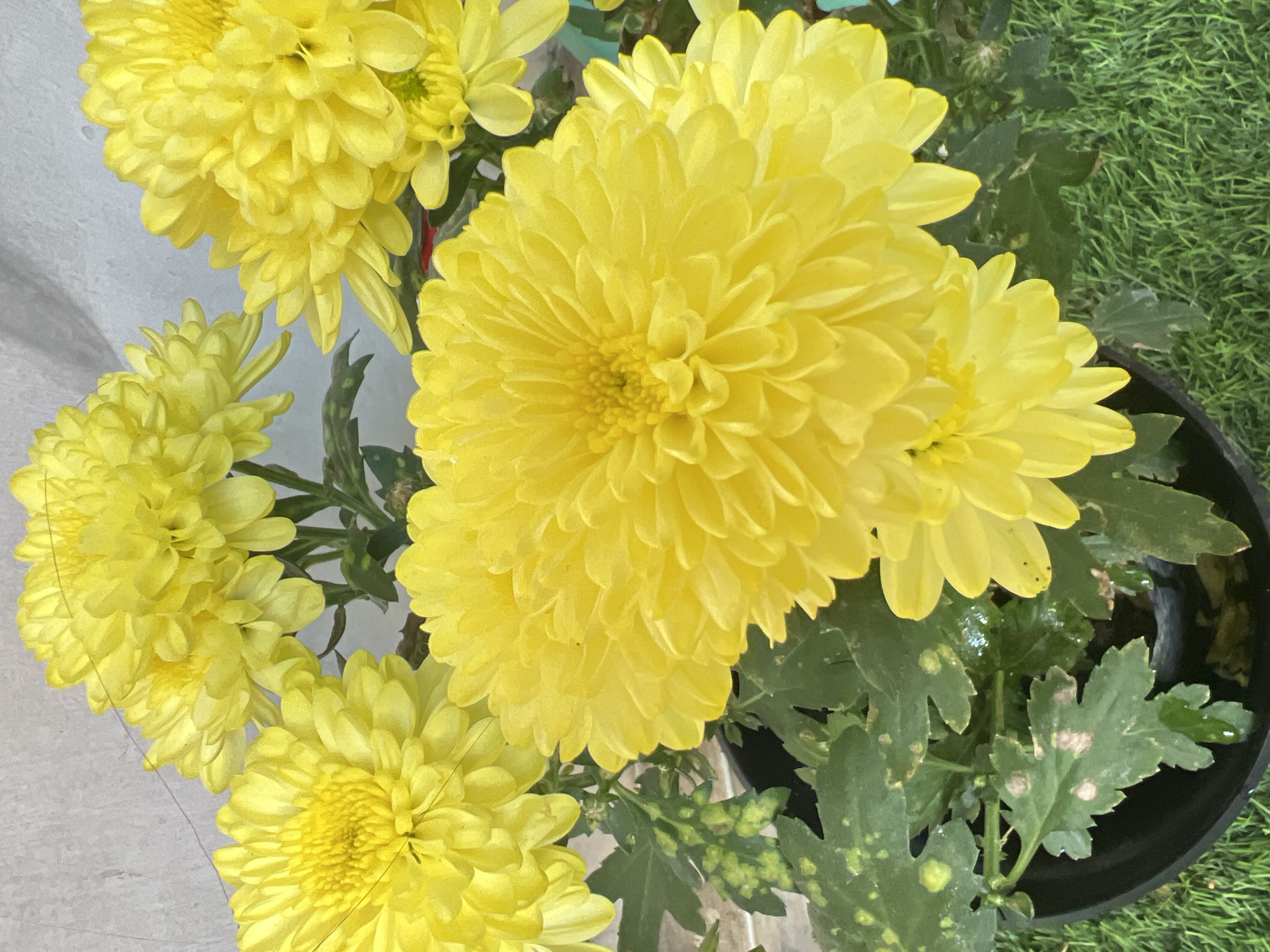 A close-up, eye-level shot features a cluster of vibrant yellow chrysanthemums in bloom, potted in a black container and placed outdoors. The flowers, with their numerous delicate petals, dominate the foreground and mid-ground, showcasing variations in bloom stage. Their bright yellow hue stands out against the muted, textured gray wall in the background and the green blades of grass below. The leaves of the chrysanthemums are a deep green, some showing signs of minor damage or discoloration with small, pale spots. The overall impression is one of natural beauty and the serene atmosphere of a garden setting, possibly in the city of Denpasar, Indonesia, a place known for its lush flora. The lighting appears to be natural daylight, casting soft shadows and highlighting the intricate details of the petals and leaves.