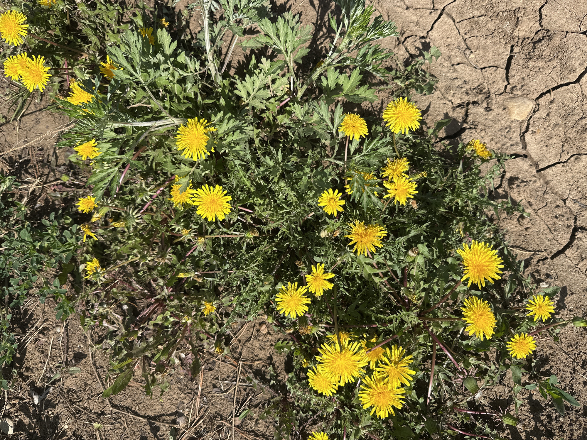 The image shows a patch of dandelions (Taraxacum) growing in dry, cracked soil. There are numerous bright yellow dandelion flower heads in various stages of bloom. Other vegetation, including plants with silvery-green foliage, are interspersed among the dandelions. The soil is brown and deeply fissured, suggesting arid conditions. The scene is in Kuda, Russia. There are no people present.