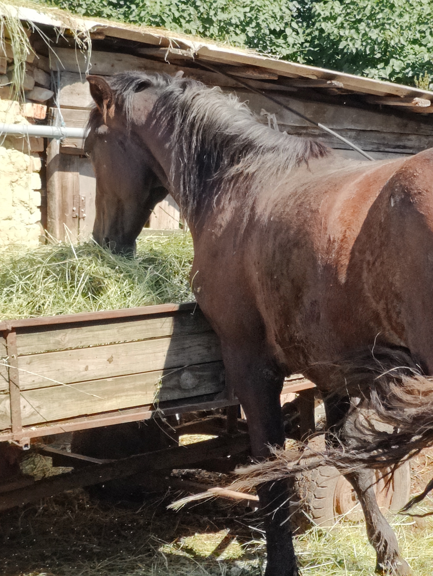 In Yarmolyntsi, Ukraine, a dark brown horse with a lighter mane and tail is positioned at a wooden trough filled with hay. The horse is partially obscured, with its head lowered into the trough, actively eating. The trough itself appears to be a rustic, mobile feeder, supported by a wheel visible on the right side of the frame. Behind the horse and trough, a simple wooden structure, possibly a stable or shelter, is visible, constructed with rough-hewn planks and a shingled roof. The background is dominated by lush green foliage, suggesting an outdoor rural setting bathed in sunlight.