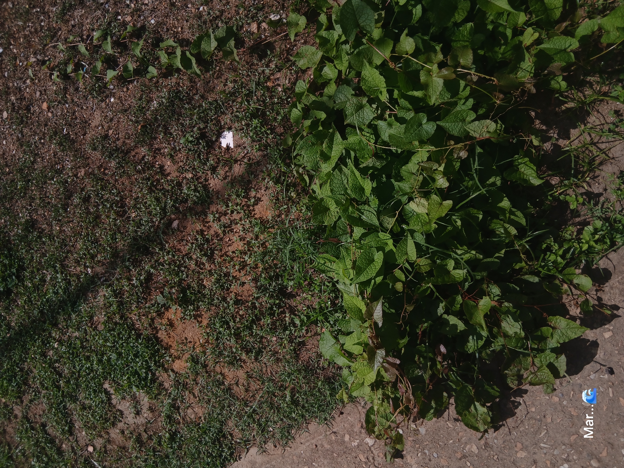 A close-up, slightly overhead shot captures a patch of green foliage in the foreground, sprawling over a concrete surface on the left and extending onto a dry, earthy ground mixed with sparse green vegetation in the upper portion of the frame. The foliage is dense and consists of broad, veined leaves with some thin, reddish vines. A shadow from the foliage falls across the concrete. In the upper part of the image, the ground is predominantly brown with small pebbles and patches of low-lying green plants. A few small, light-colored objects are scattered on this ground, one appearing to be a crumpled piece of paper. In the bottom left corner, the word "Mar..." is overlaid in white text, followed by a blue wave emoji. The scene appears to be an outdoor urban environment, possibly a sidewalk edge or a planter box in Juan Griego, Venezuela, based on the provided context. No people or specific actions are depicted.